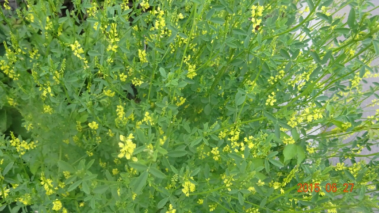 木樨科植物图片