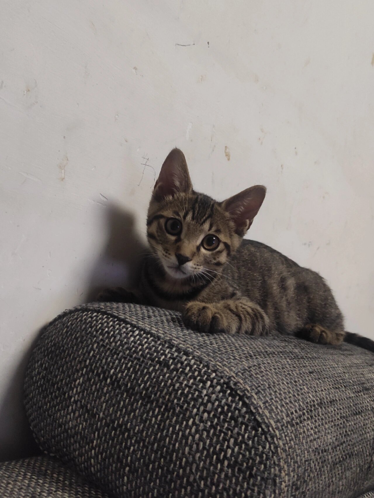 我家四个月的狸花猫