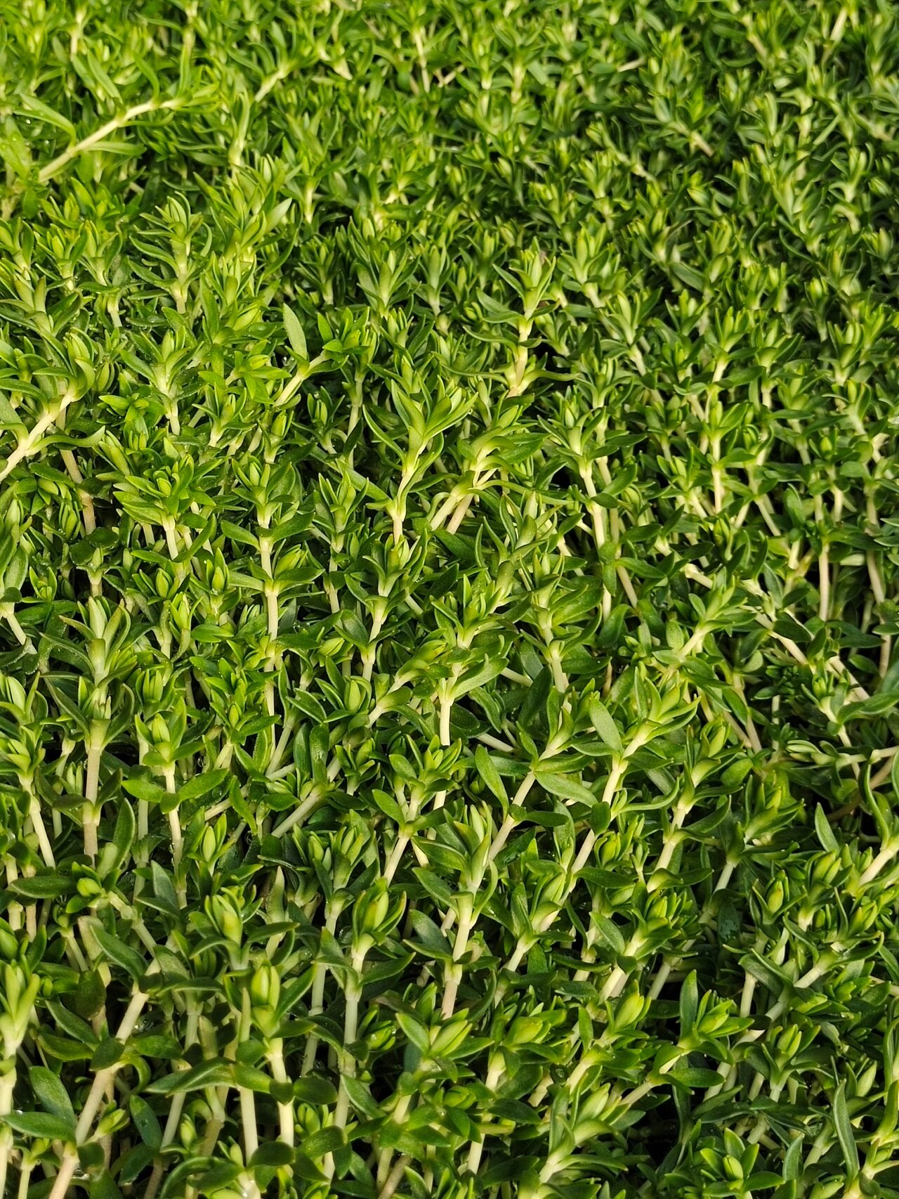 降糖草出货啦!有需要的糖友可以了解了解⊙⊙!