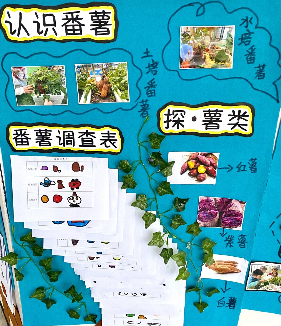 大班班本故事|"94薯"与我们 16615:课程缘起,主题网络图 	 2
