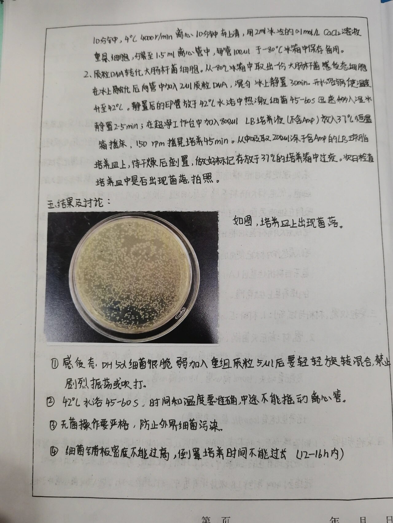 大肠杆菌感受态细胞的制备及质粒dna的转化