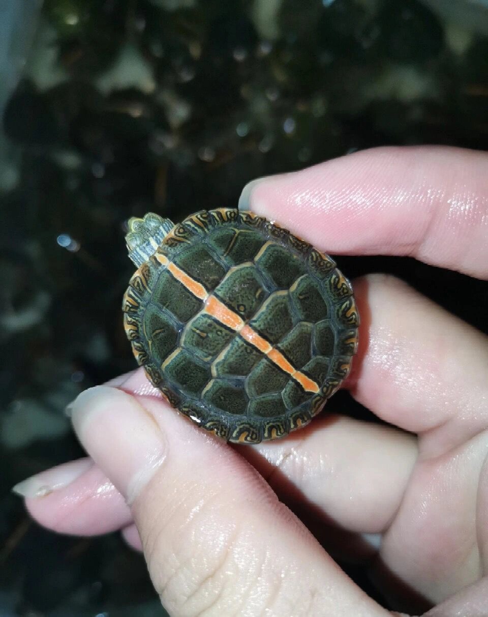 虽然这个亚种有着和东部锦龟相同的全黄色的腹甲及