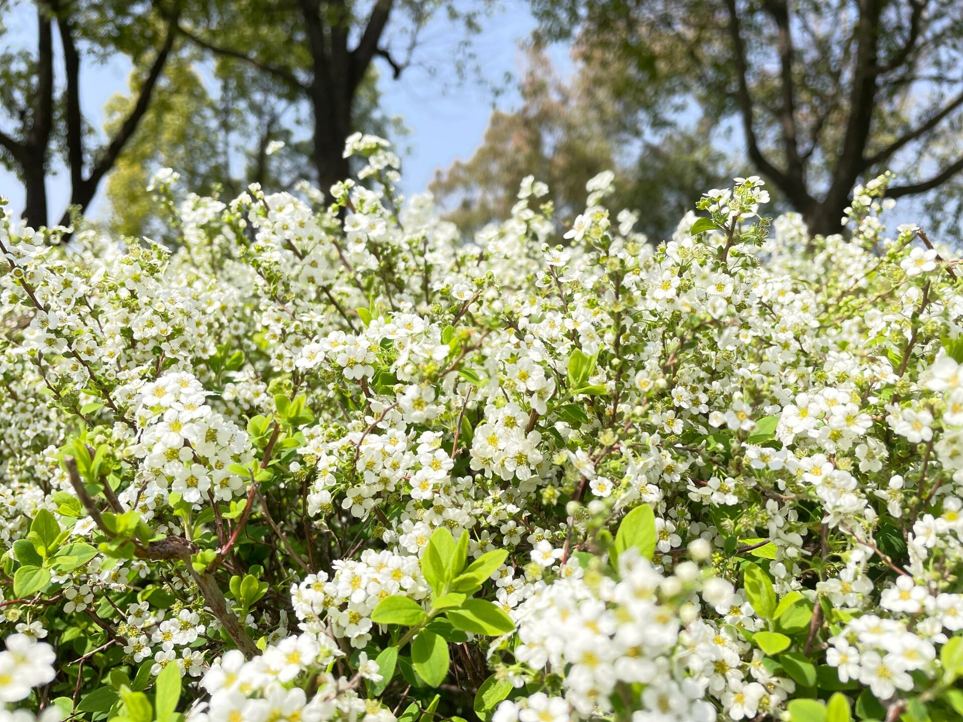 7,李叶绣线菊~笑靥如花 蔷薇科绣线菊属 单瓣和重瓣 	 会发光的笑靥花