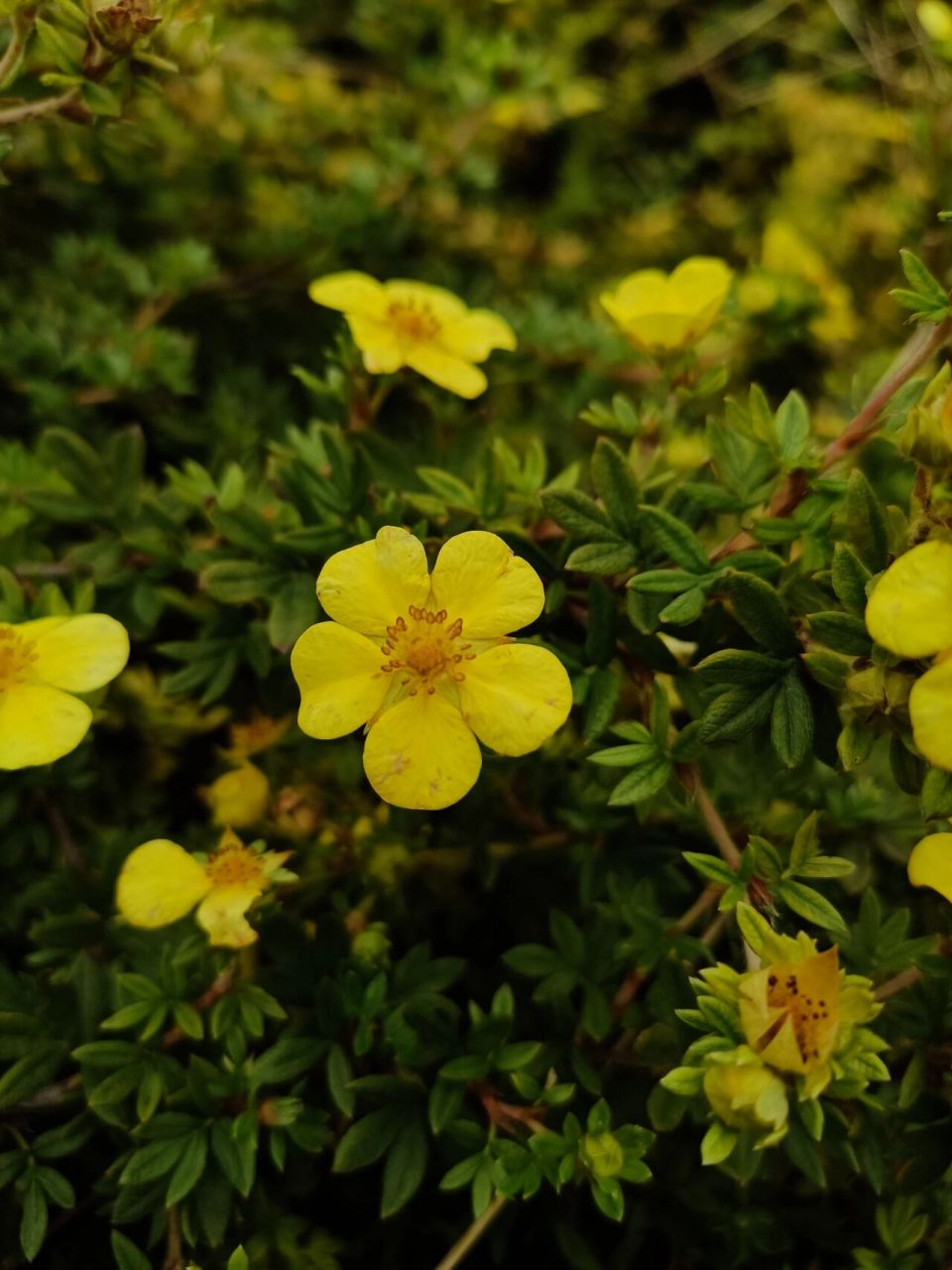 植物记录|金露梅,银露梅 学名:dasiphora fruticosa,dasiphora glabra