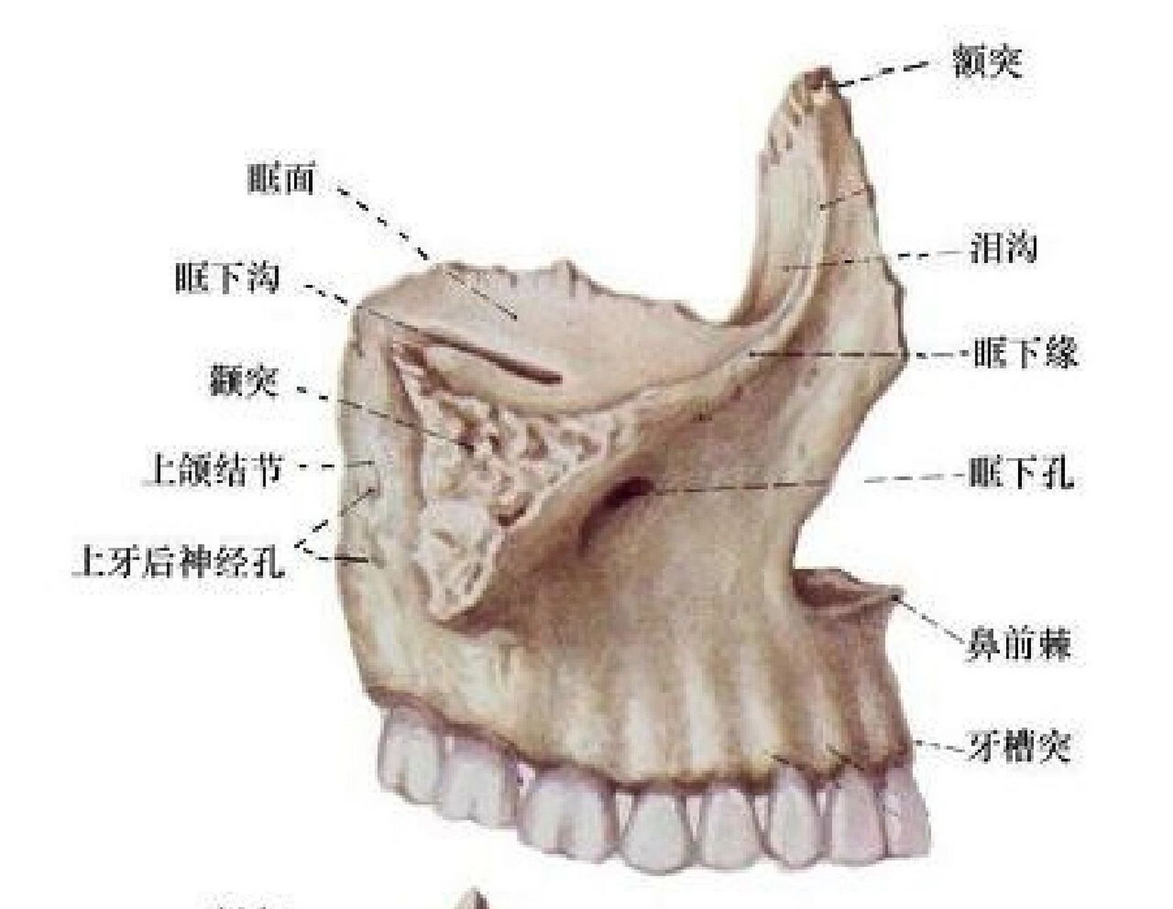 颧骨四突图片