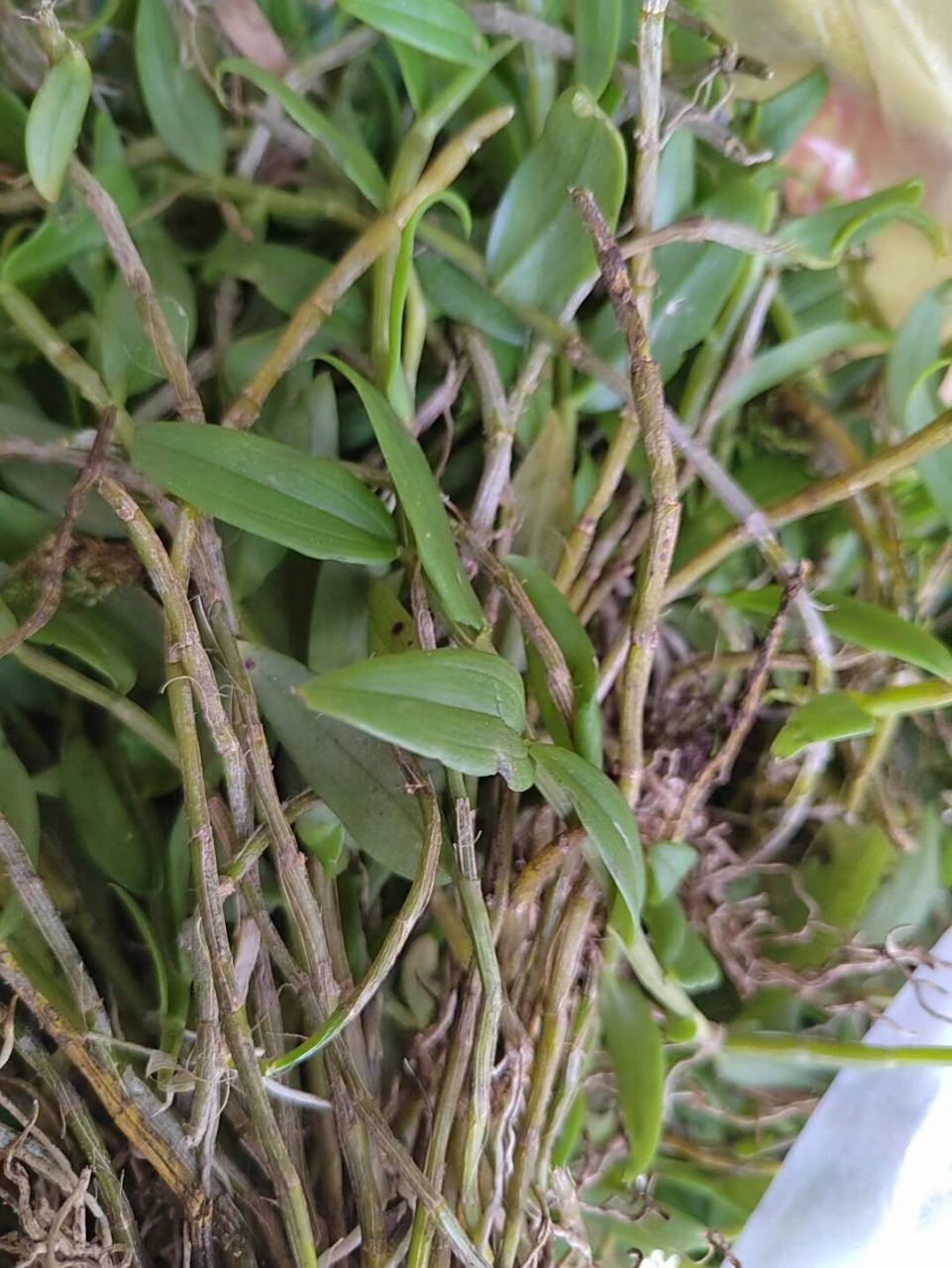 环草石斛附生于树上或林下岩石上,性味甘,微寒,可生津益胃;滋阴清热