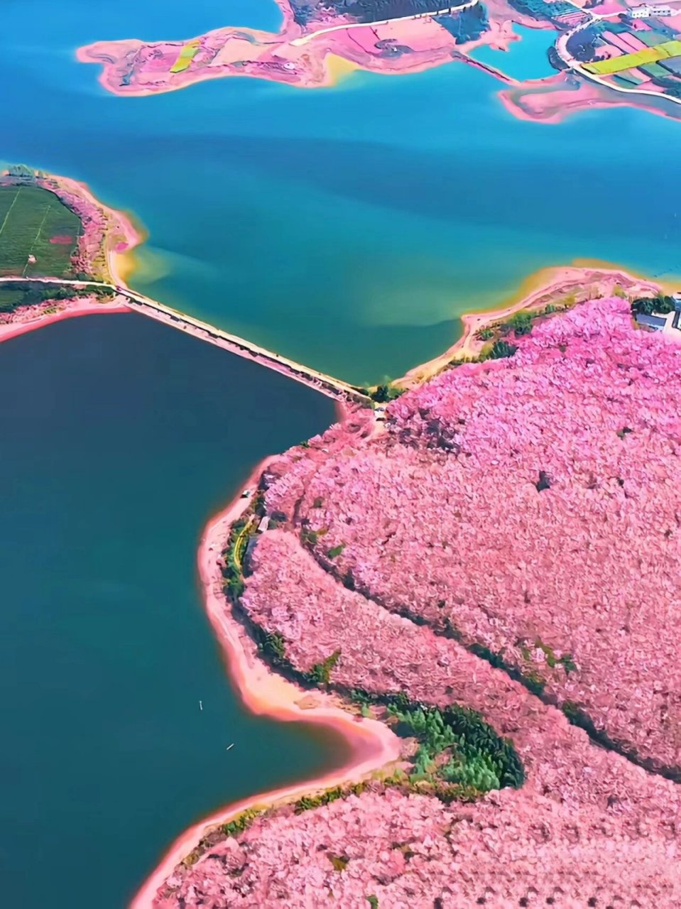 贵州平坝花海图片