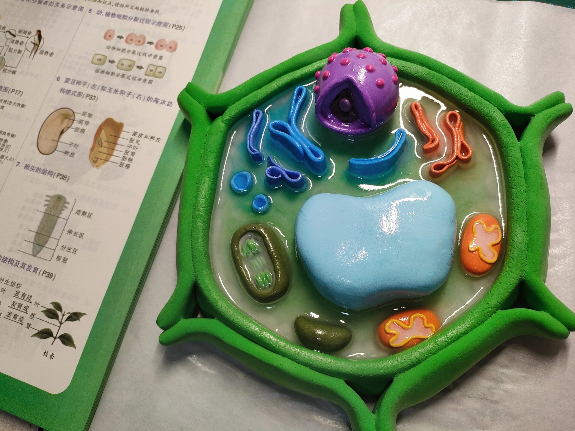 植物细胞模型丨粘土