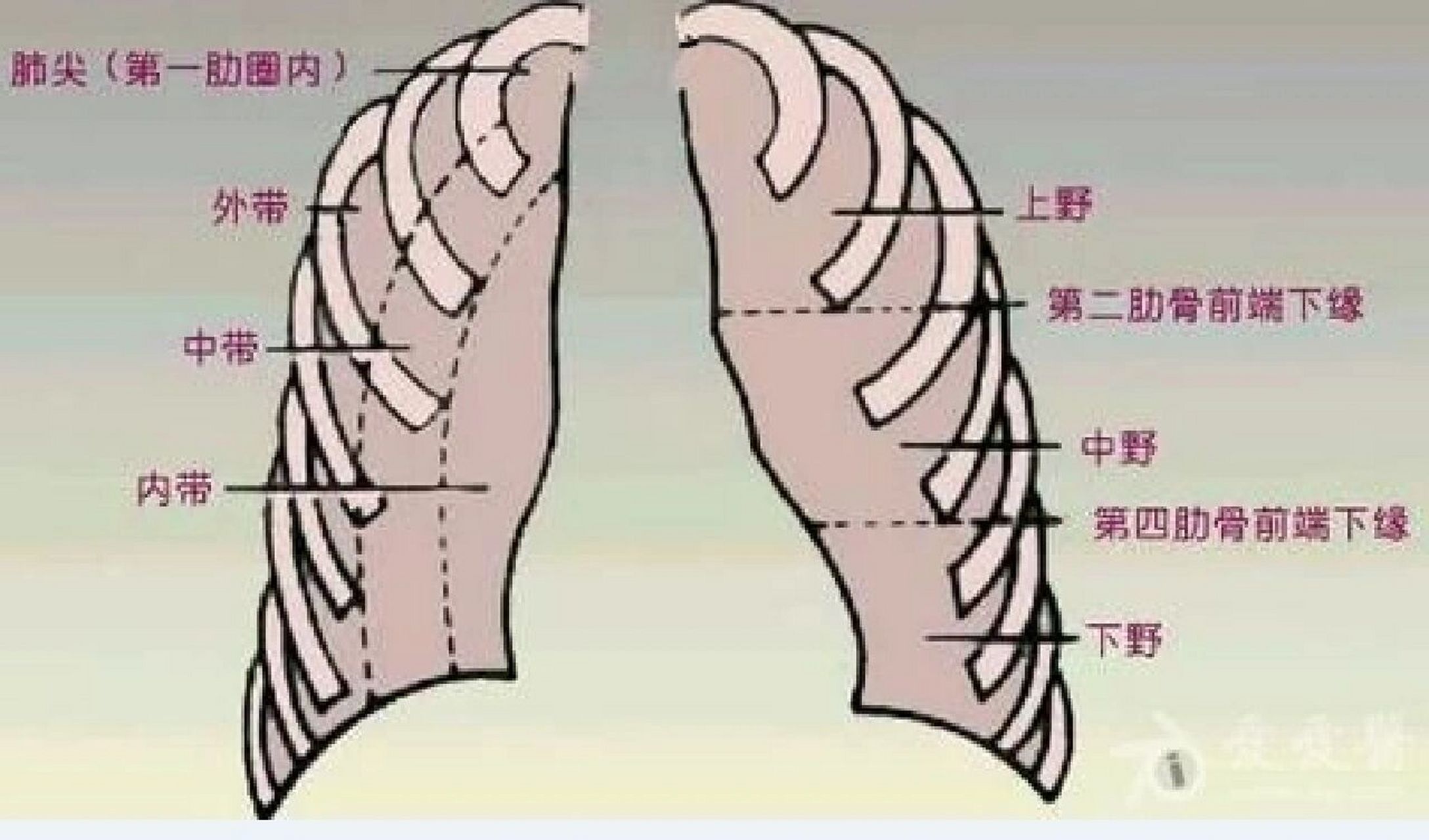 胸片部位图解图片