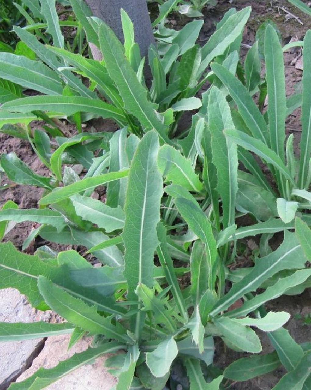 味苦,寒,無毒.治五脏邪气,厌谷,胃痹.