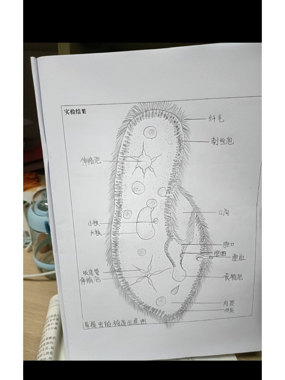 七上生物草履虫结构图图片