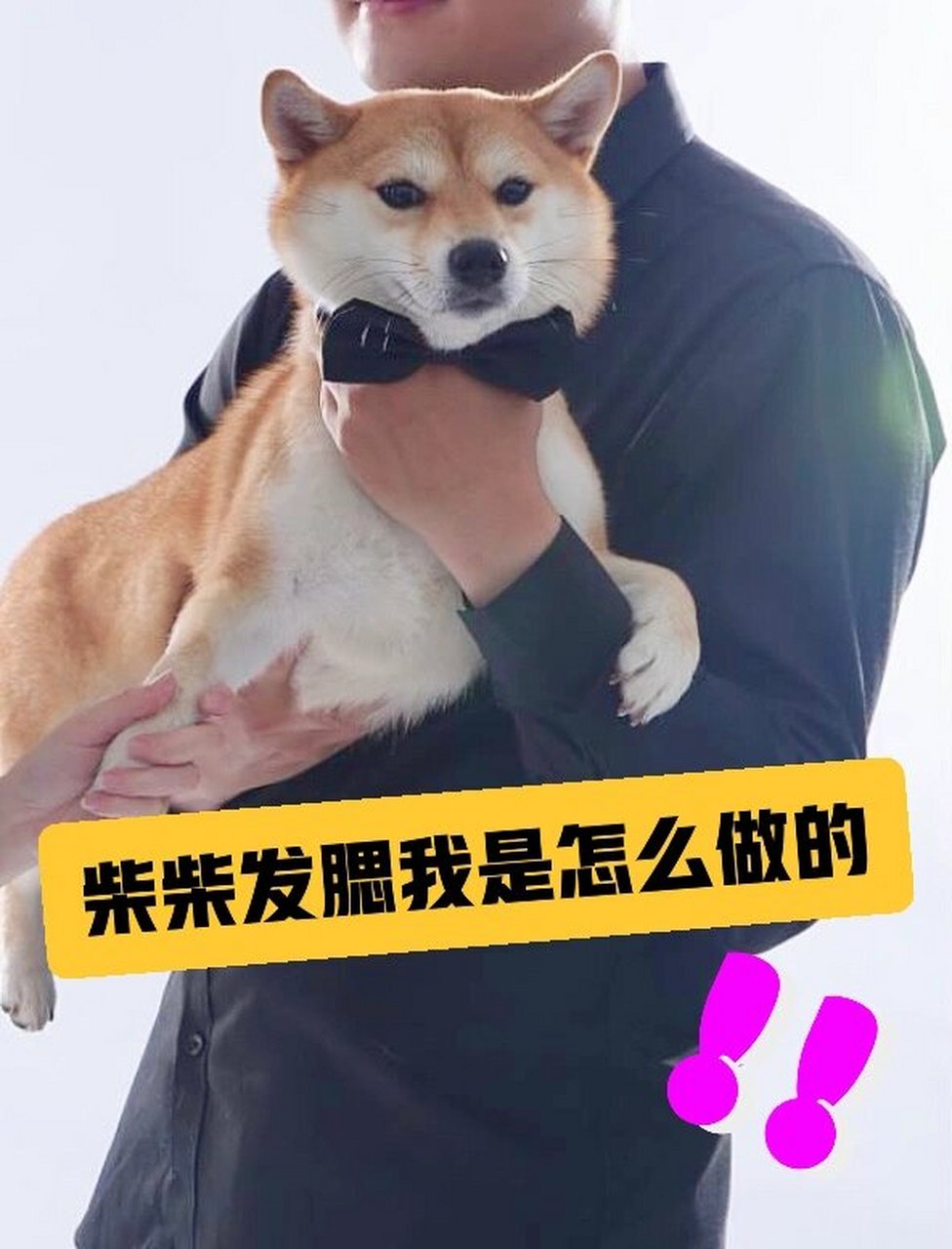 柴犬尴尬期图片对比图片