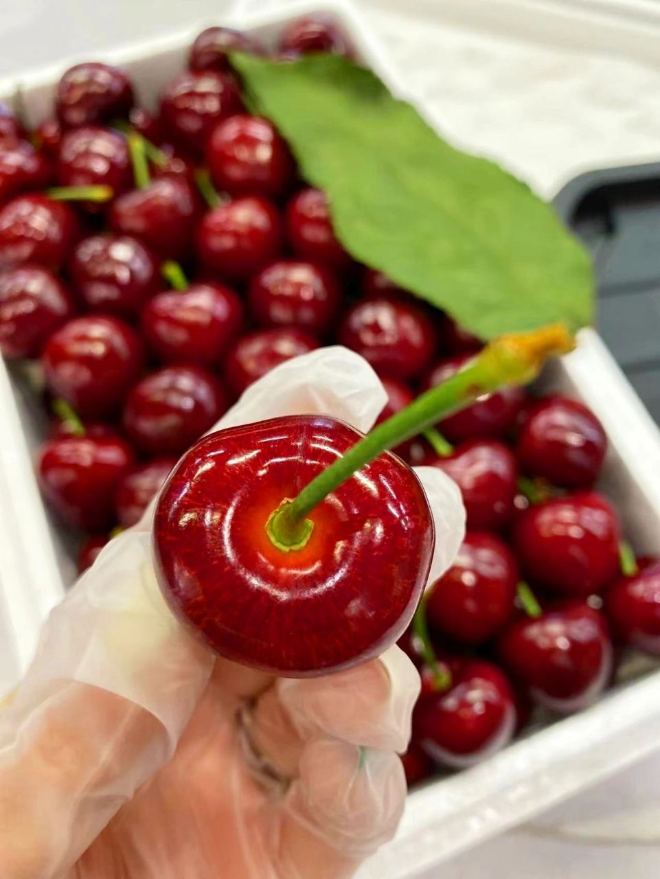 大连美早樱桃 它应该就是车厘子的双生花吧~ 大连美早樱桃生长暖温带