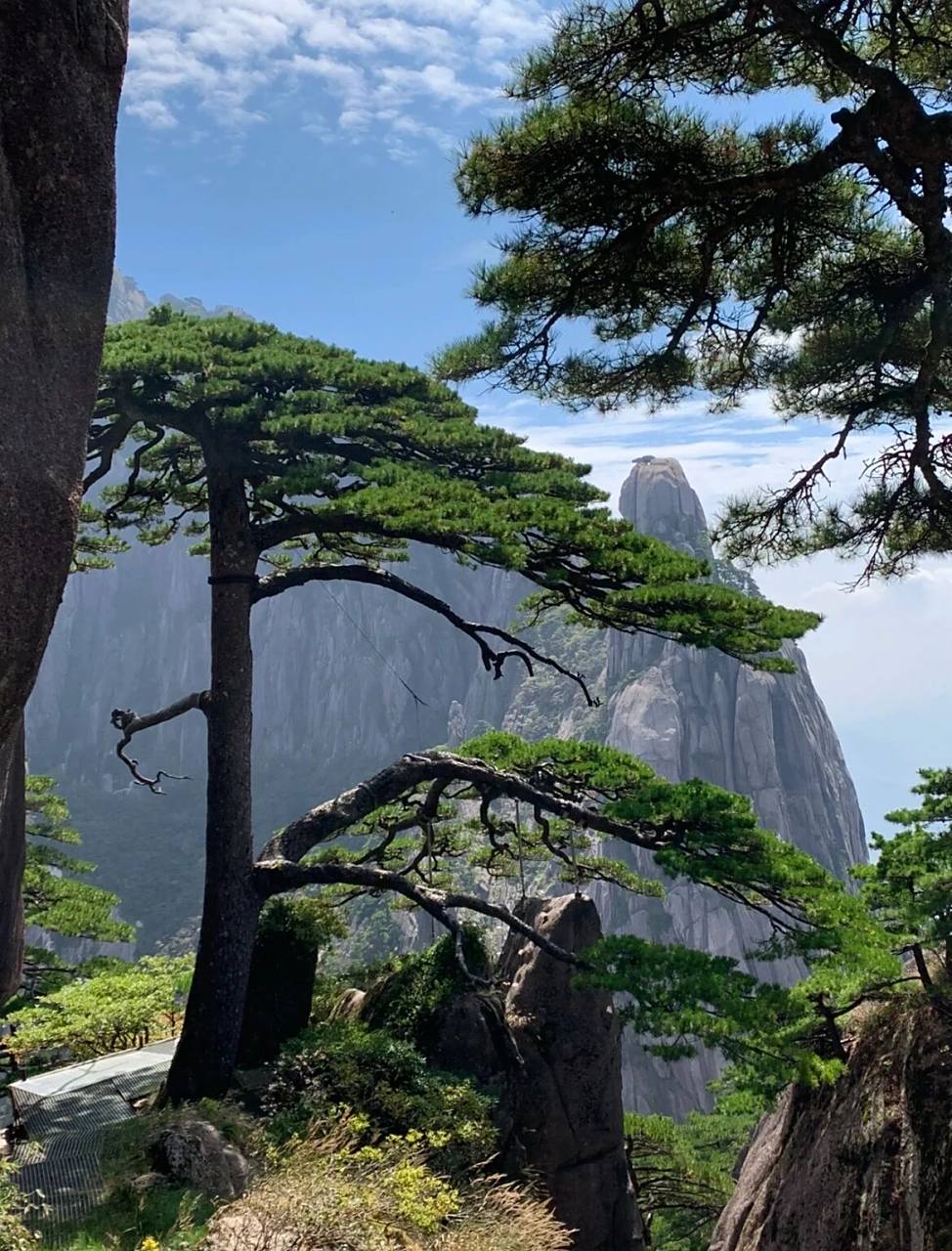 黄山迎客松