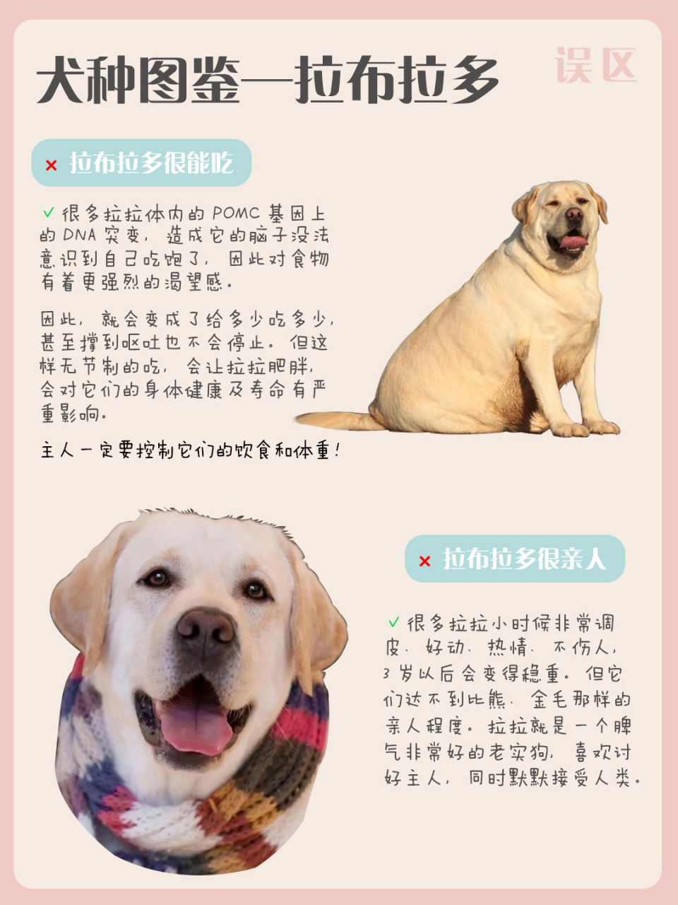 拉布拉多犬介绍简介图片