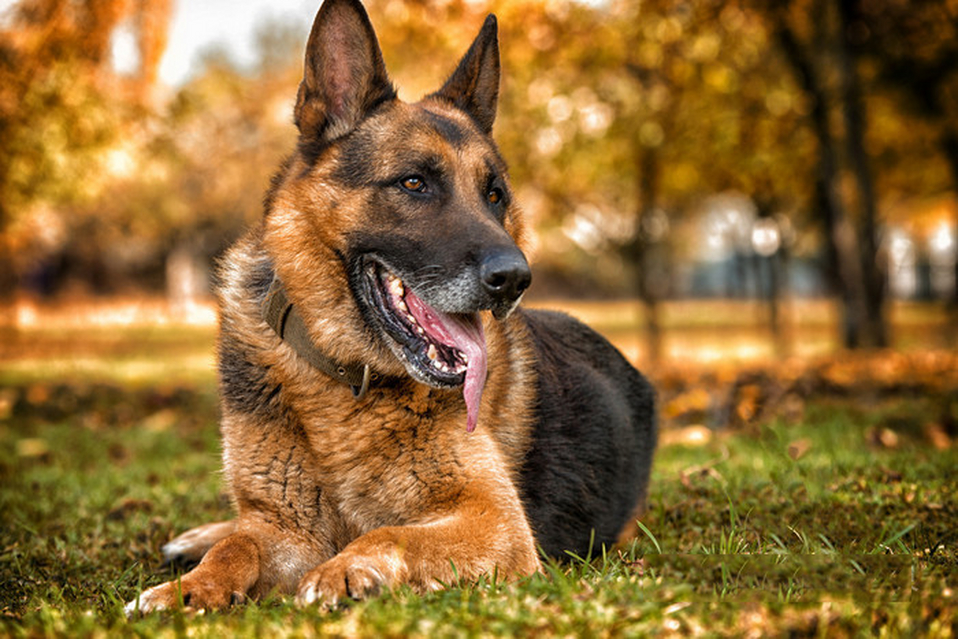 当然在日常生活中,饲养德国牧羊犬的人也是挺多的,上次小编出门看电影