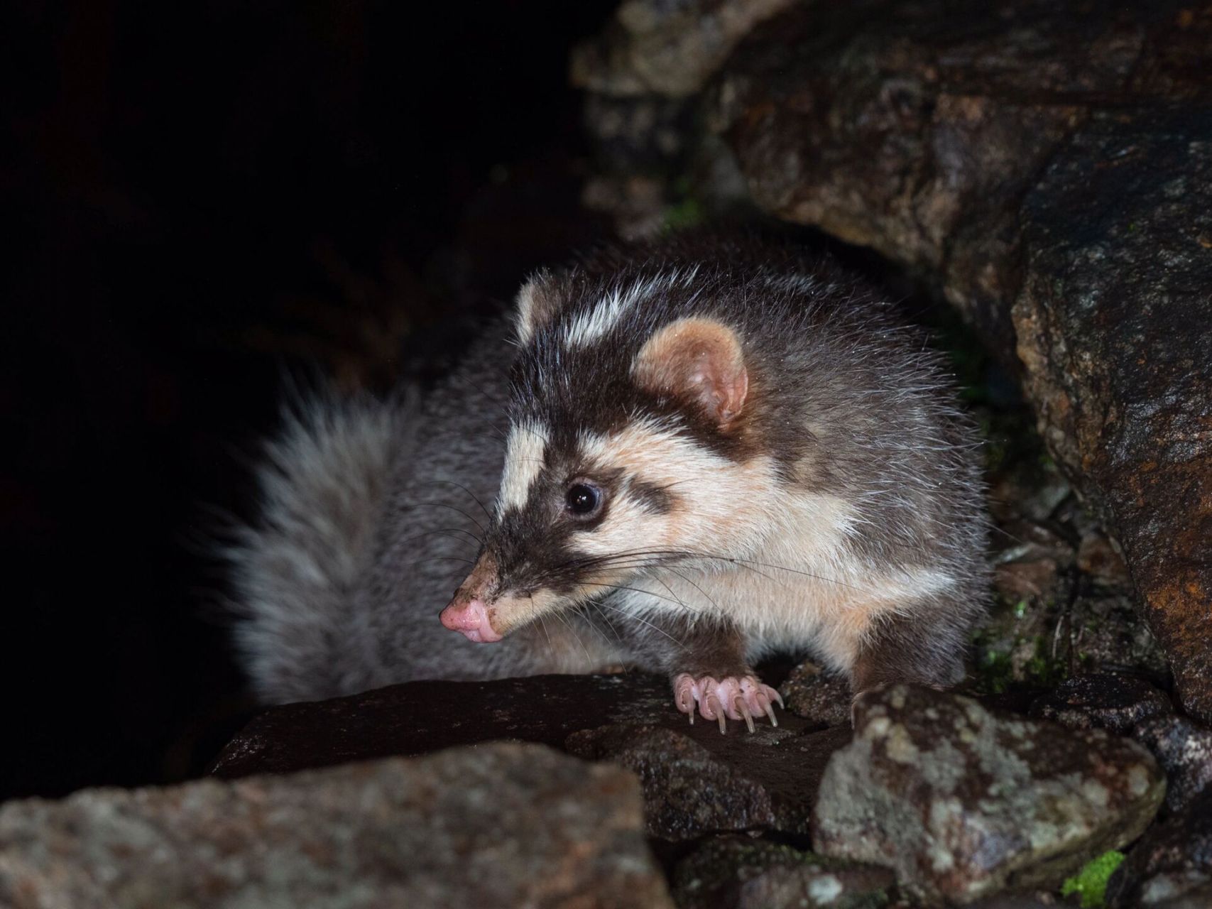 苏州物种科普|视力不好的鼬獾最爱打土洞 鼬獾 (melogale moschata)