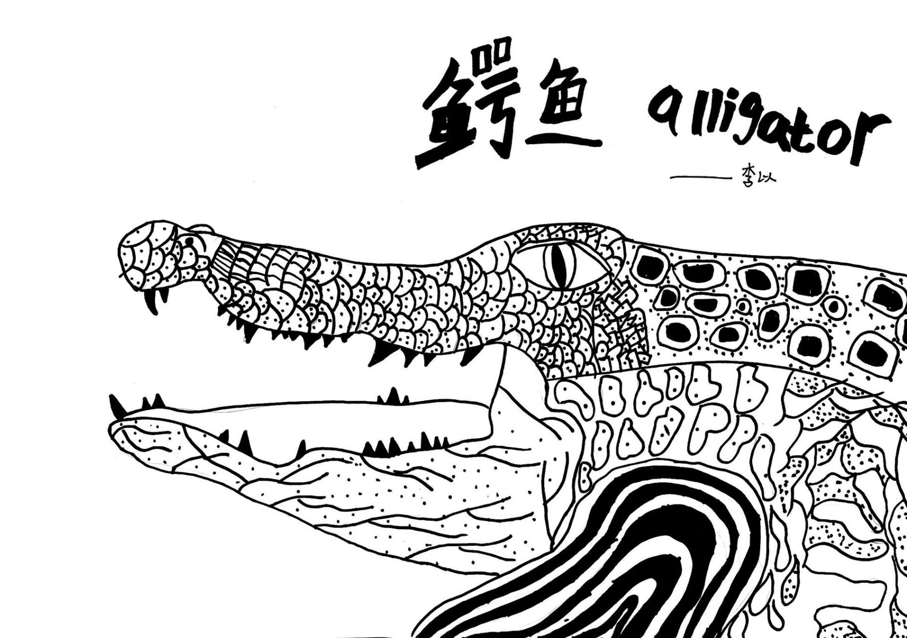 鳄鱼线描图片图片