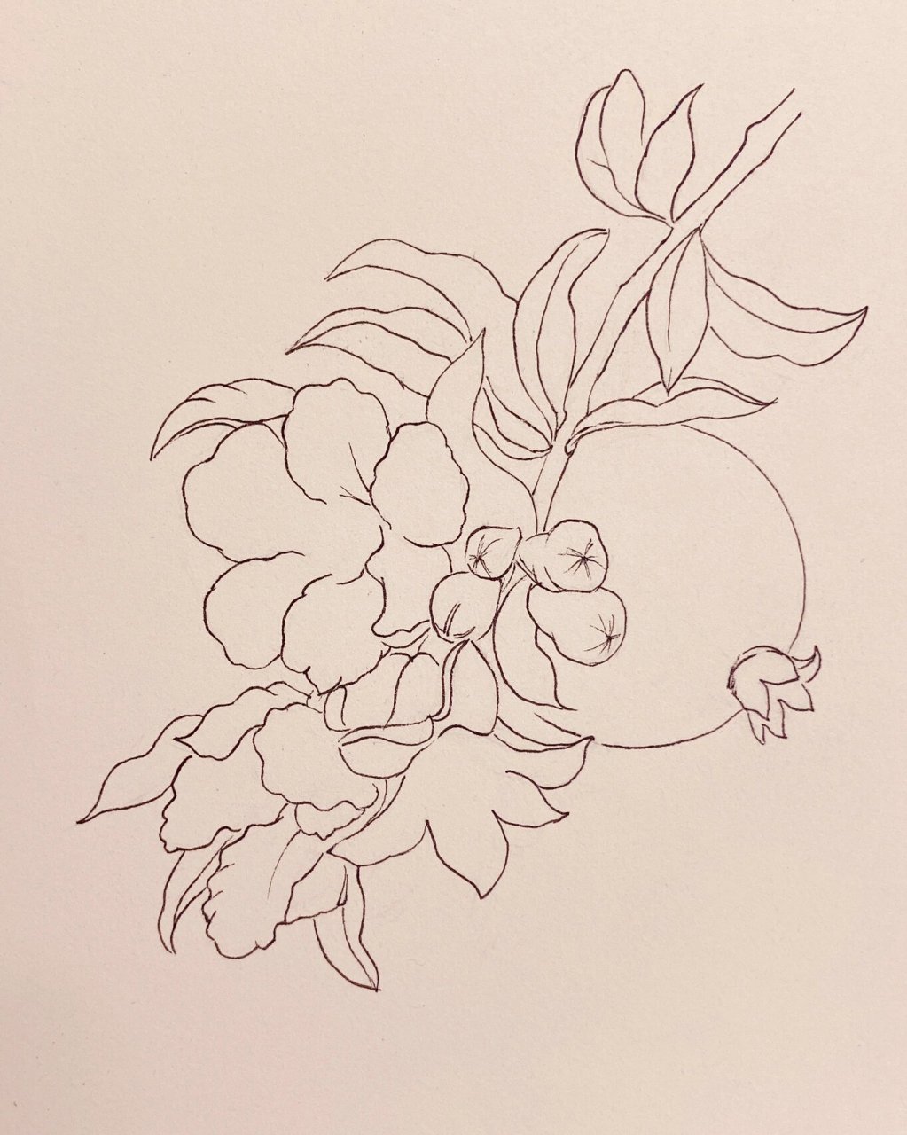 线描——石榴与石榴花 吃石榴的季节到啦,一起画石榴吧 	 用的是针管