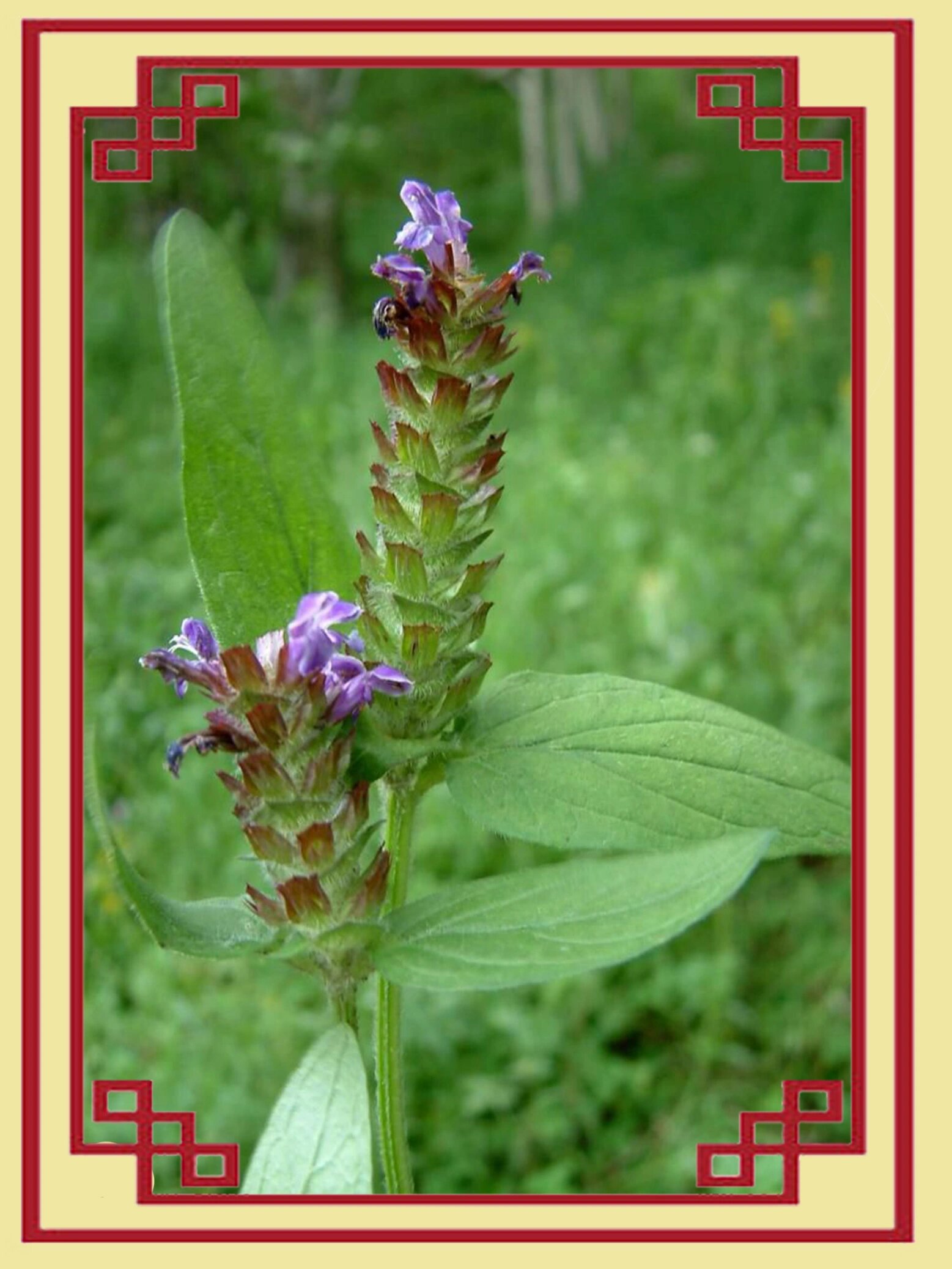 每天认识一味药:夏枯草