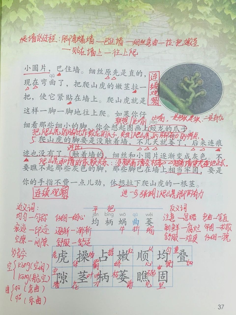 四年级语文上册—第十课—课堂笔记 《爬山虎的脚》课堂笔记