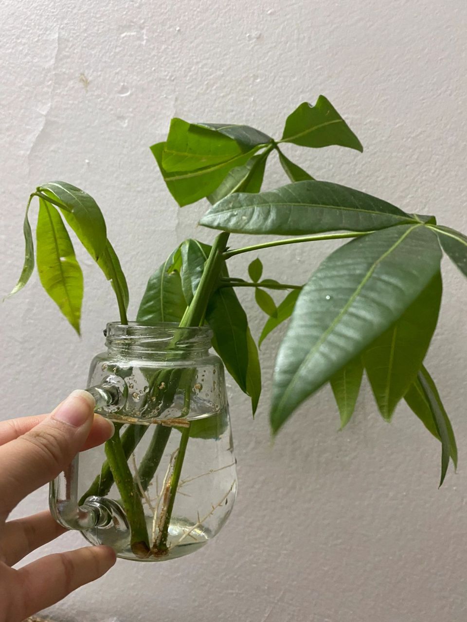 发财树水培生根啦!