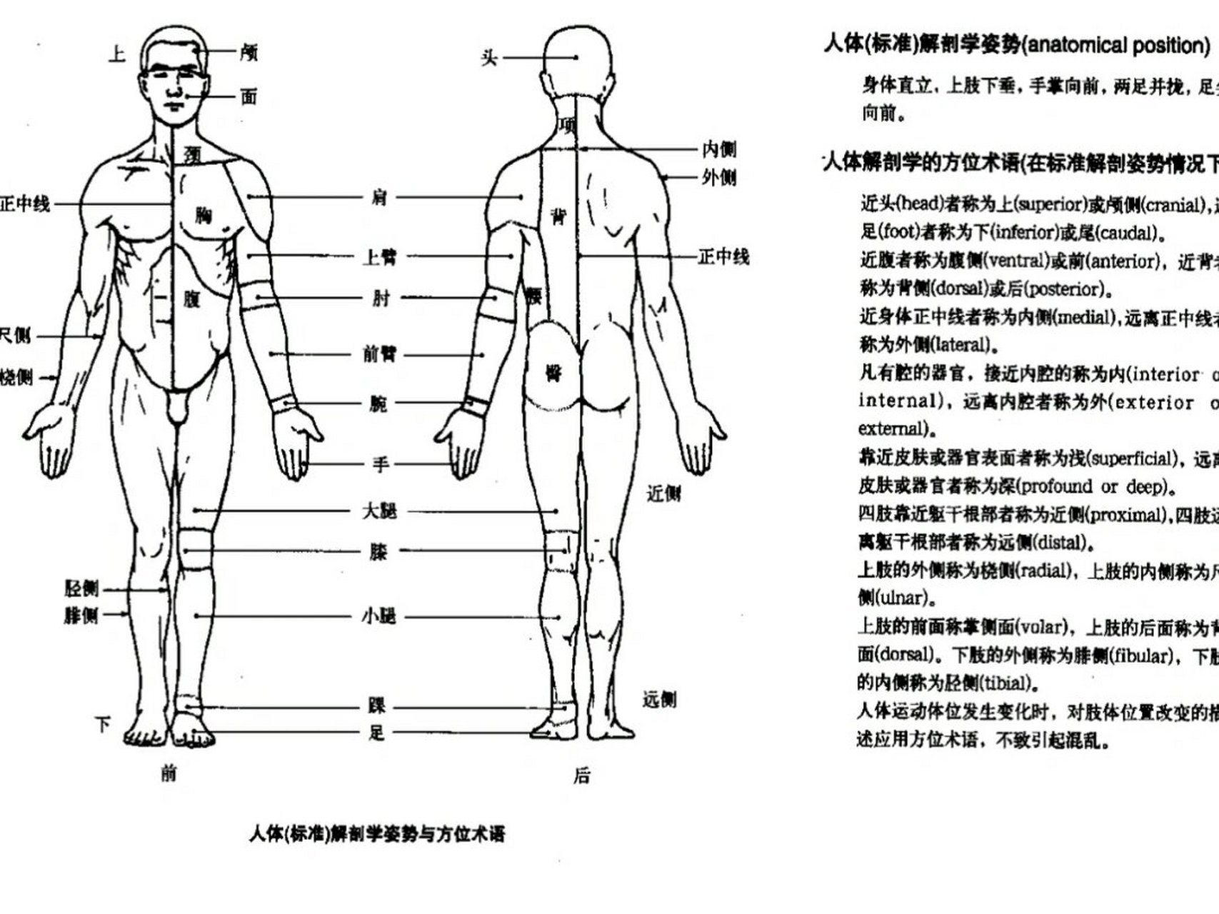 人体感觉平面定位图图片