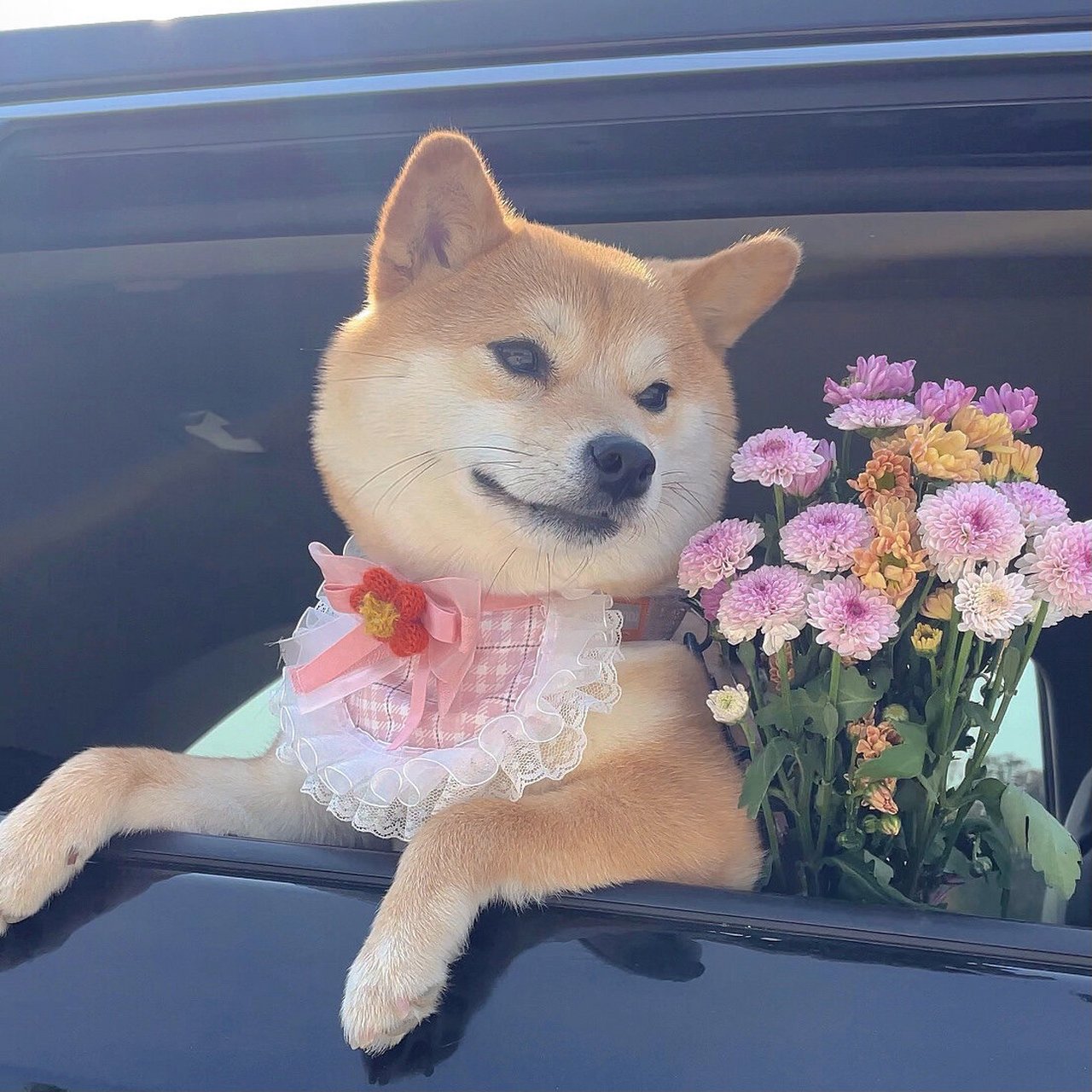 头像|春天的柴犬也太可爱了吧! 太可爱了!