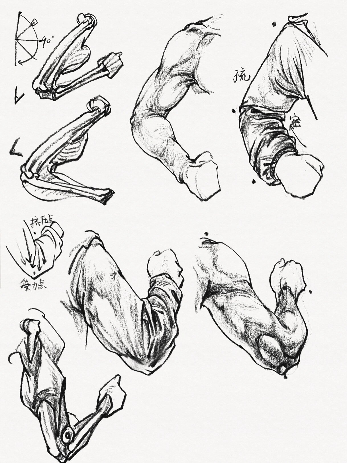 画好速写系列,胳膊全方位剖析