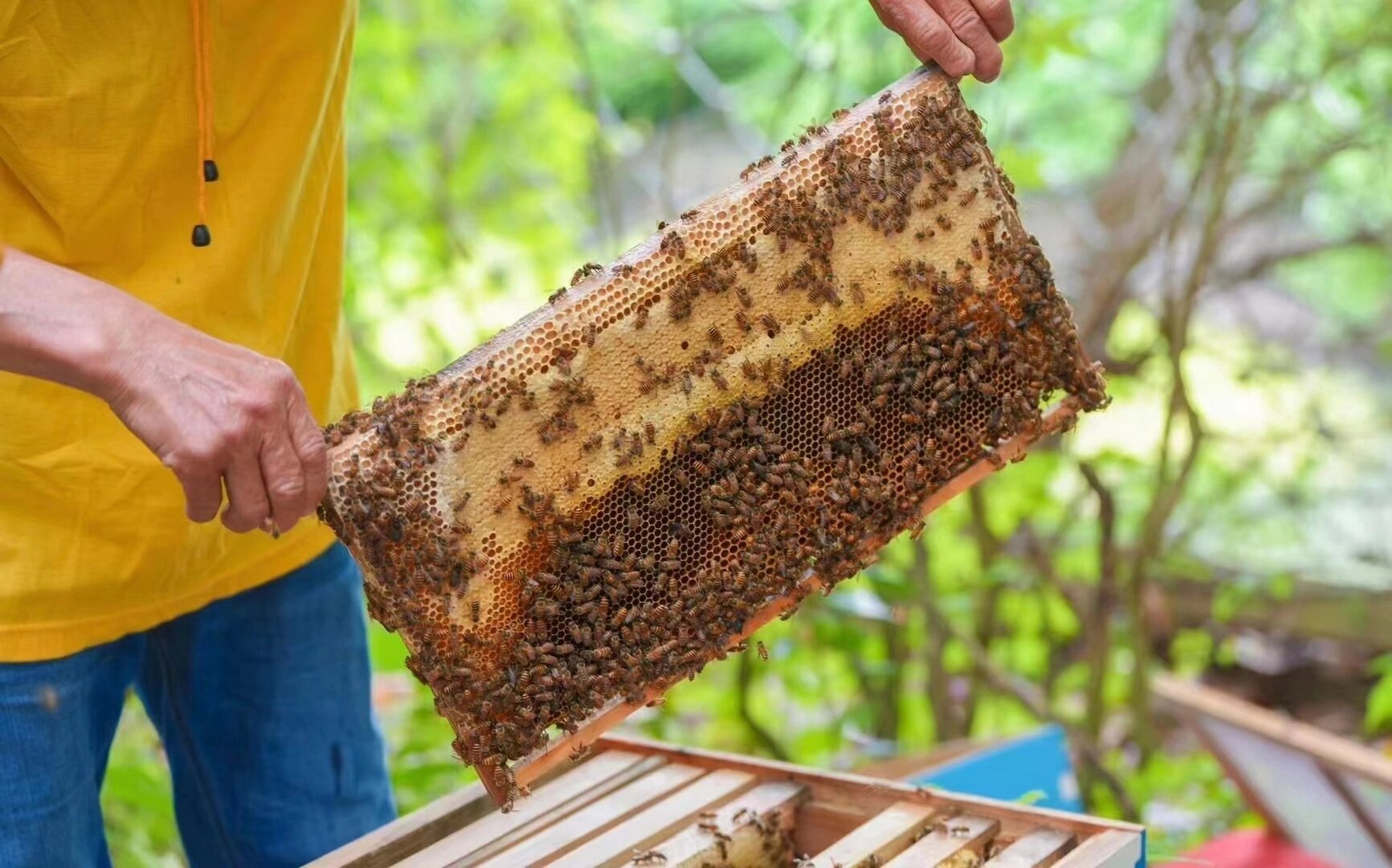 一张图证明你没有密集恐惧症|蜜蜂蜂窝 每次做蜜蜂主题活动研学时