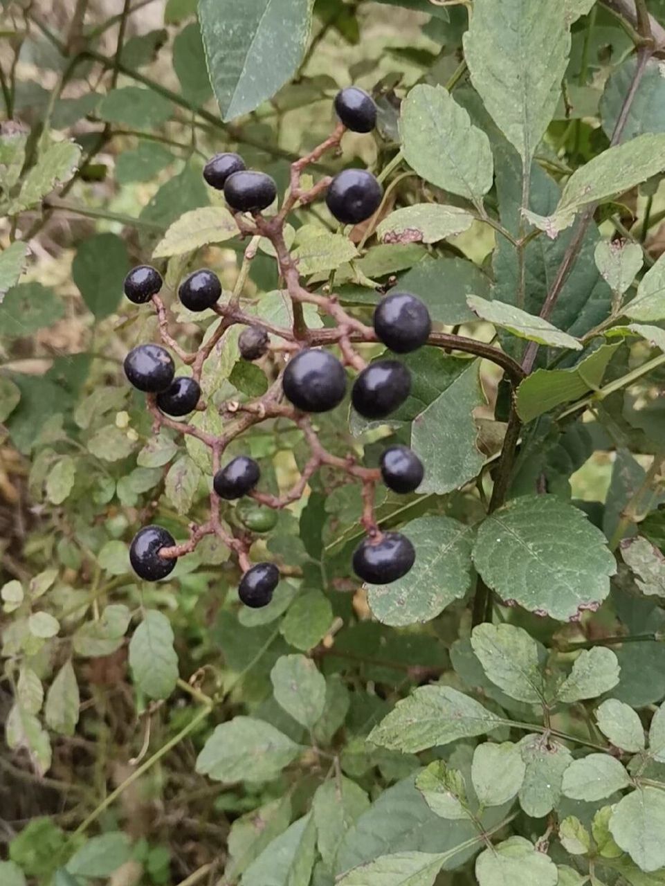 乌蔹莓 别名:五叶藤,五龙草,母猪菜 乌蔹莓果实具有毒性.