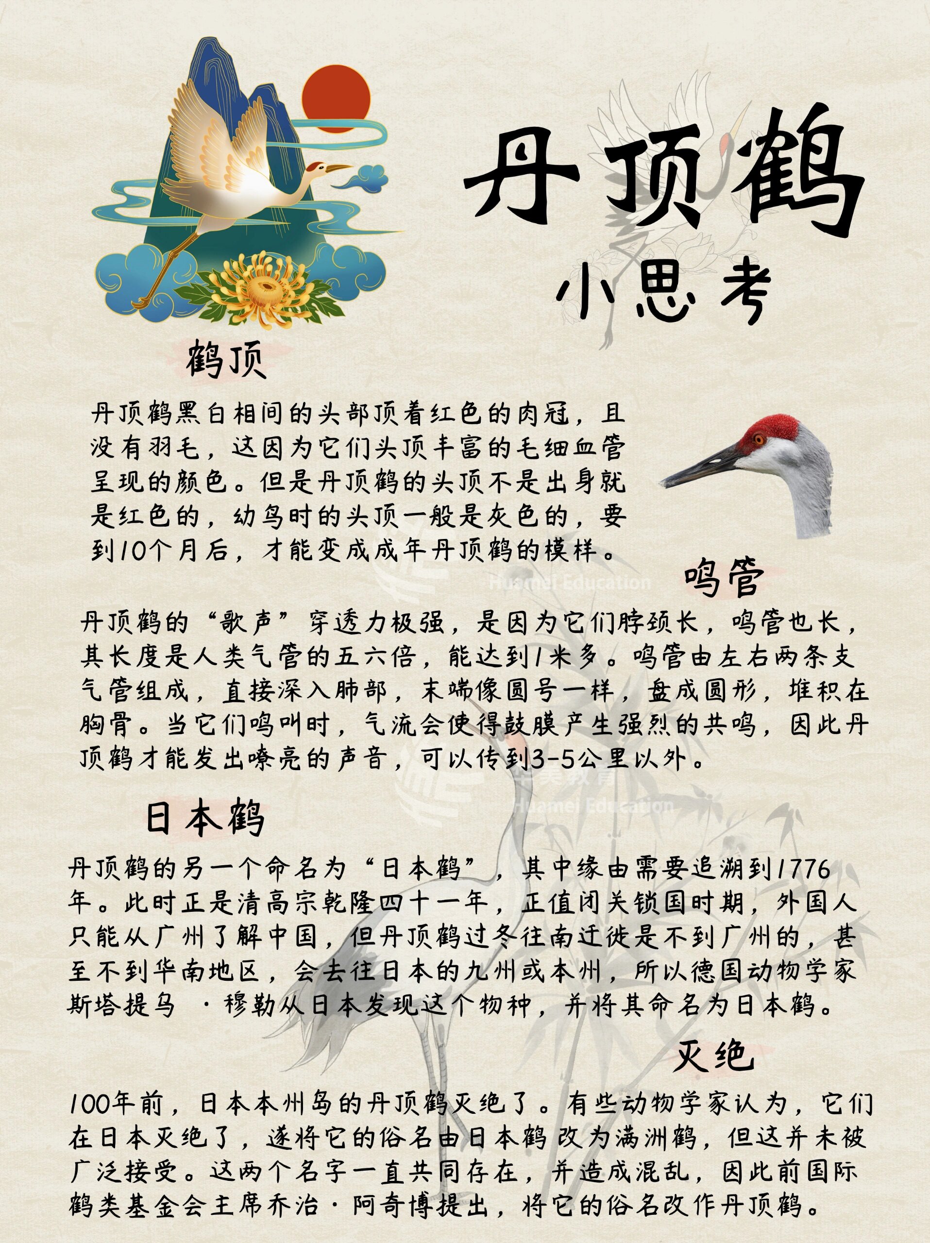 给孩子的自然科普|丹顶鹤,湿地精灵