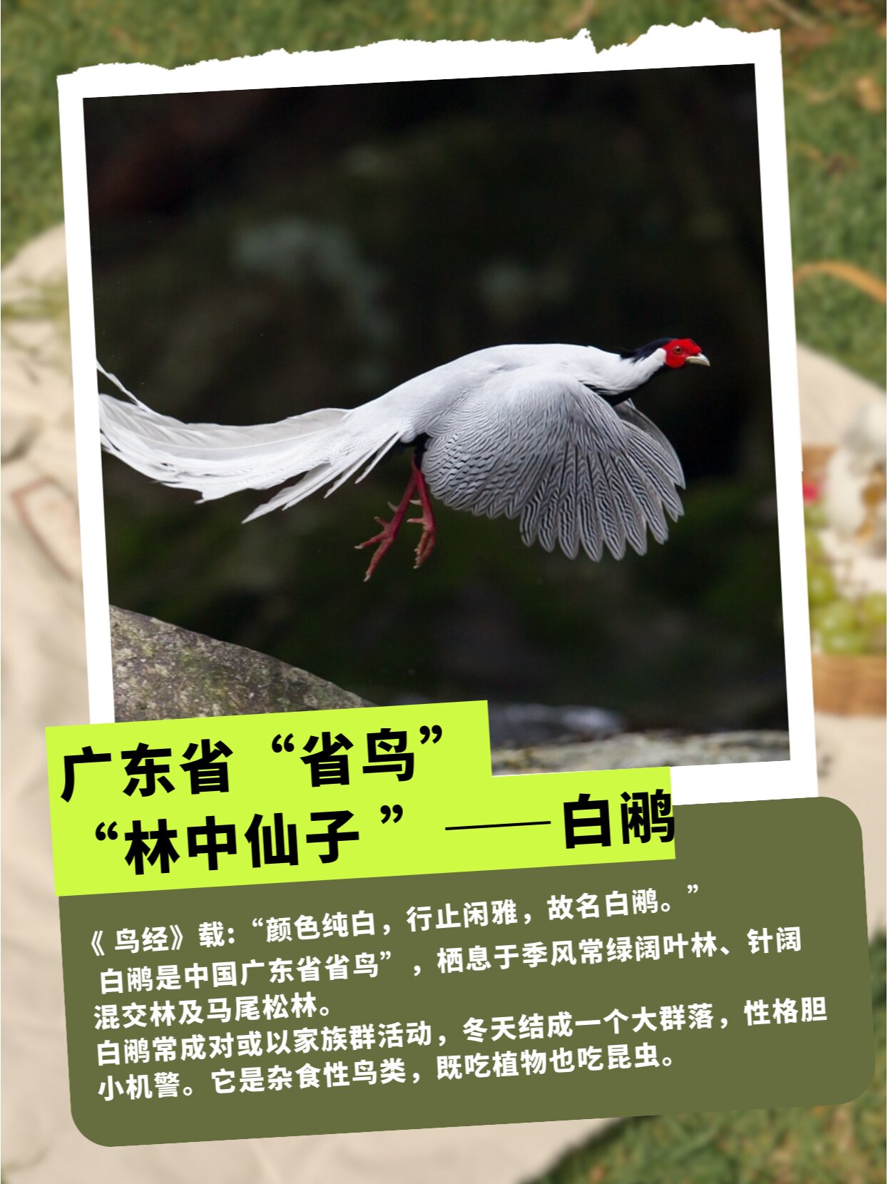 这周我们要去爬  ,  	 很多人可能都不知道"广东省鸟"是哪种鸟类庹 