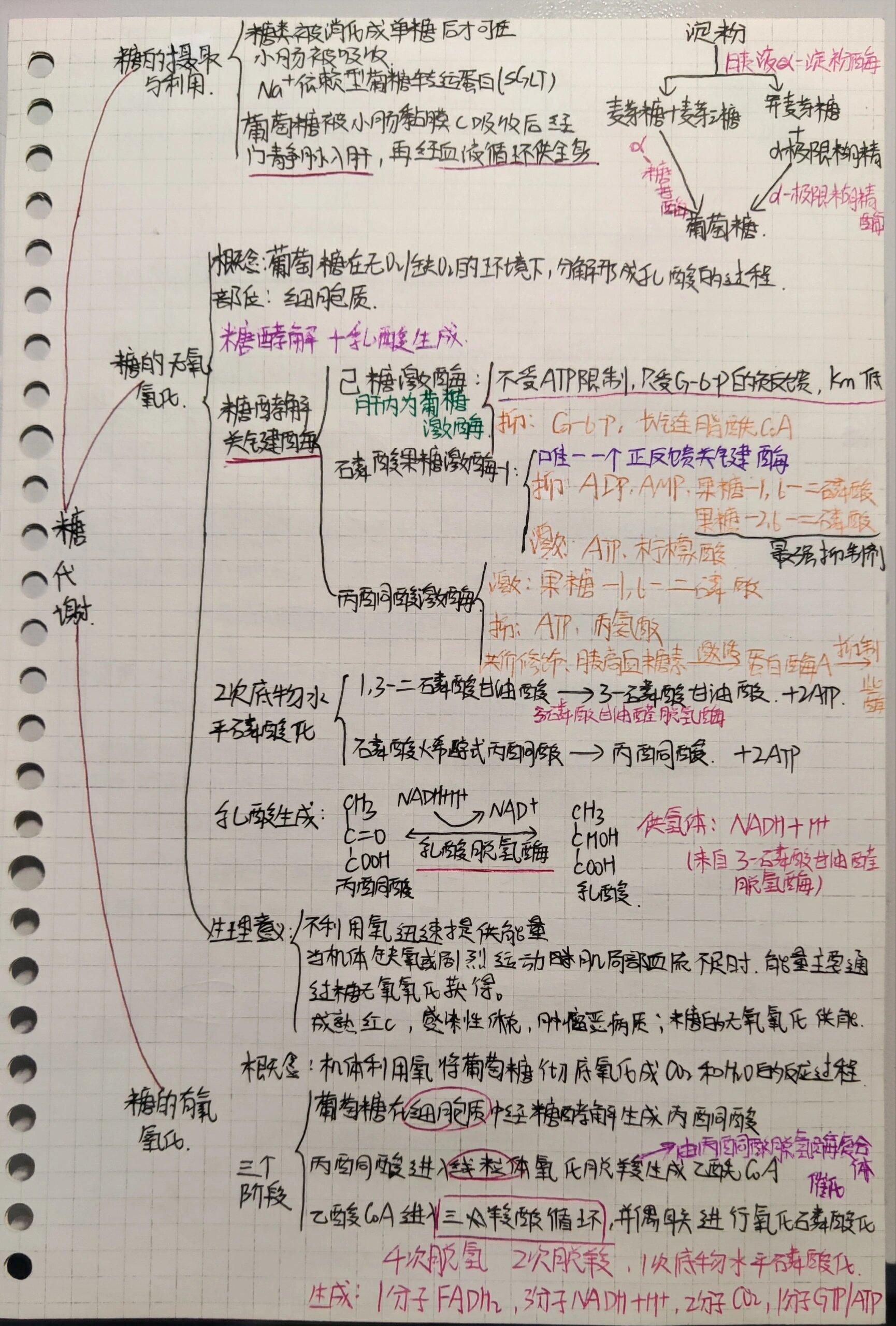 糖代谢思维导图787878 78打卡第6天!