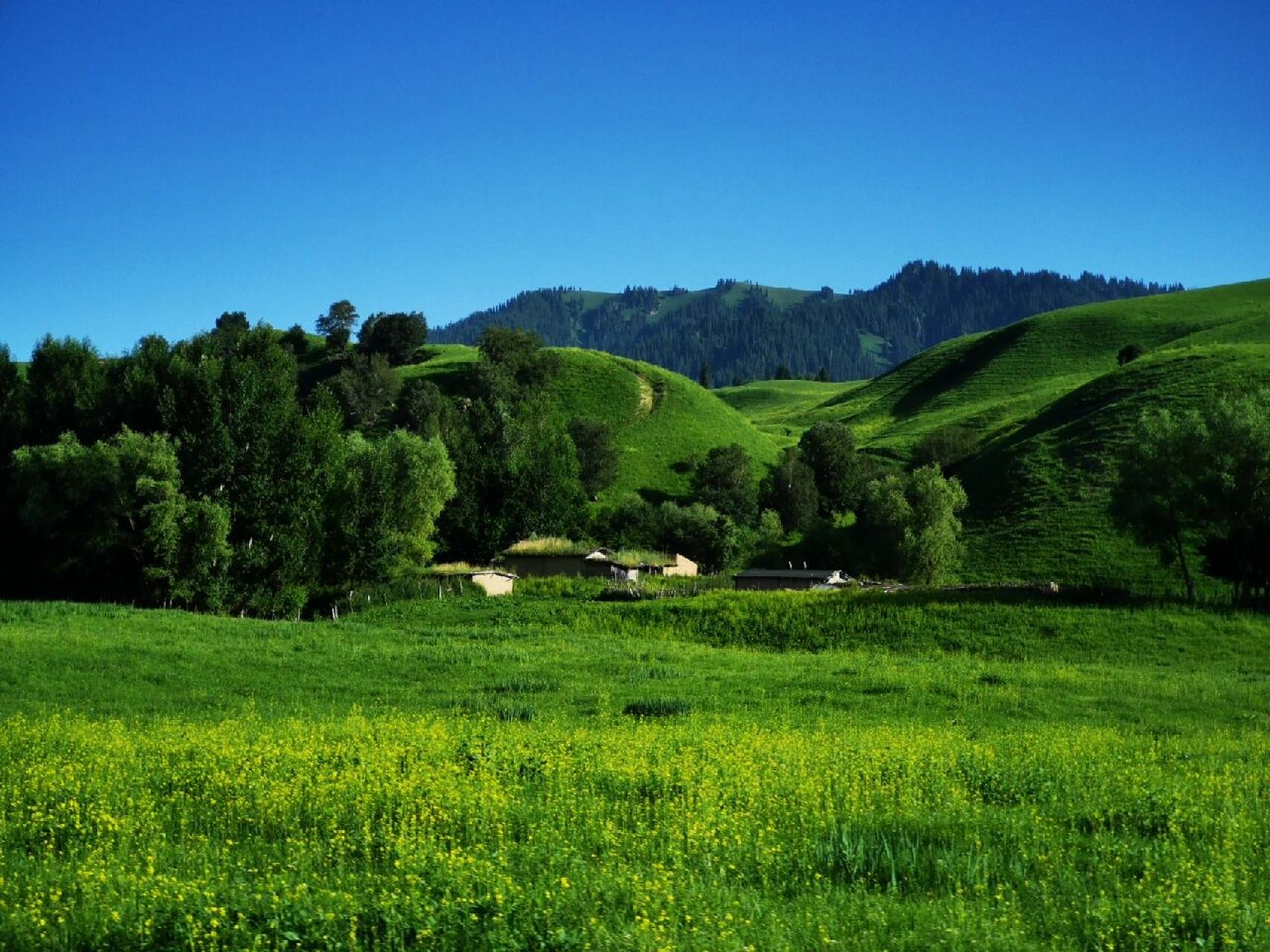 那拉提--美丽的空中草原 那拉提草原,被誉为空中的花园,因"最先看到