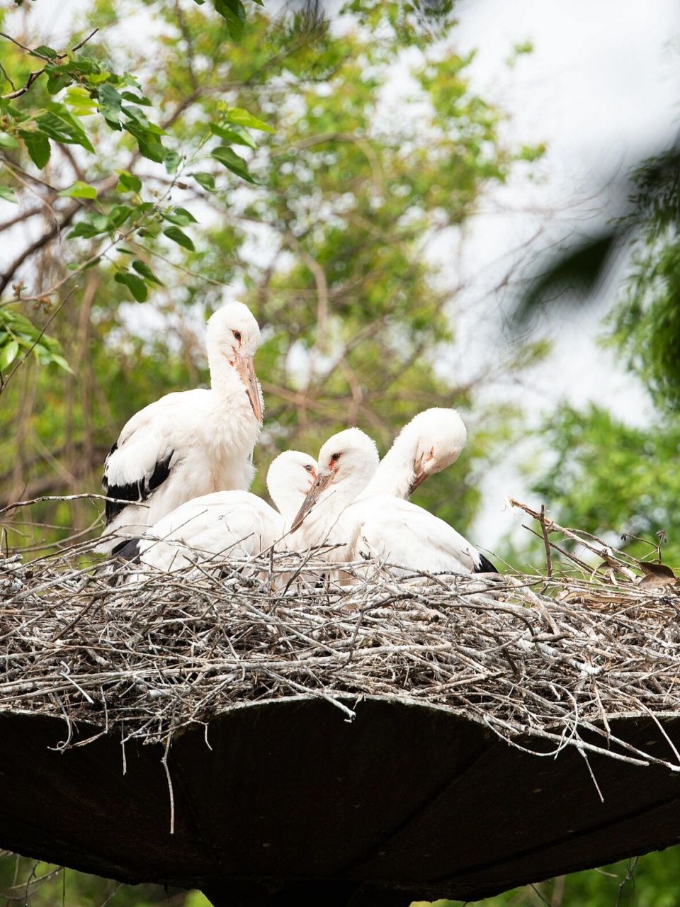 东方白鹳|毛茸茸胖乎乎的幼鸟 东方白鹳国家一级保护动物,濒危鸟类.