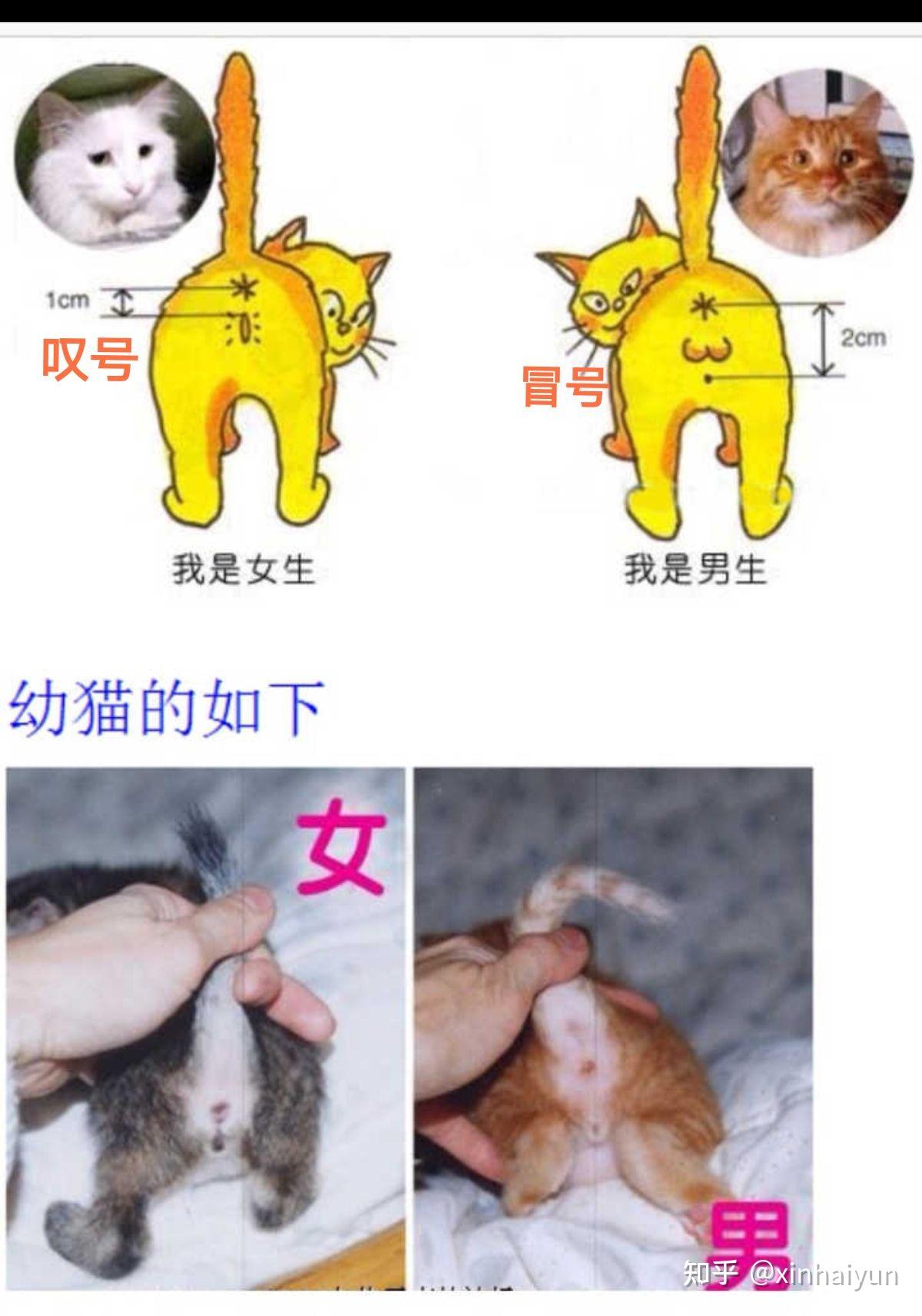 丁香蓝猫和蓝猫的区别图片