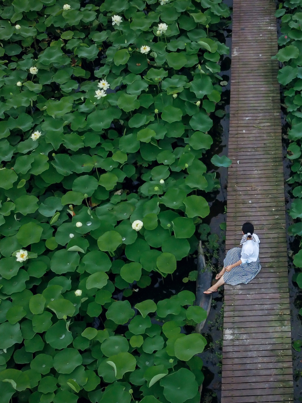 拍摄时间:2021年6月18日 拍摄地点:新浜荷花园 	 最近很多人问荷花开