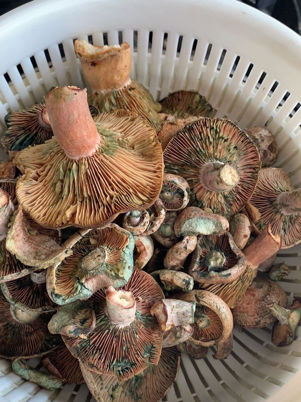 三九菇,枞树菌,美味呀 三九菇,枞树菌,美味呀