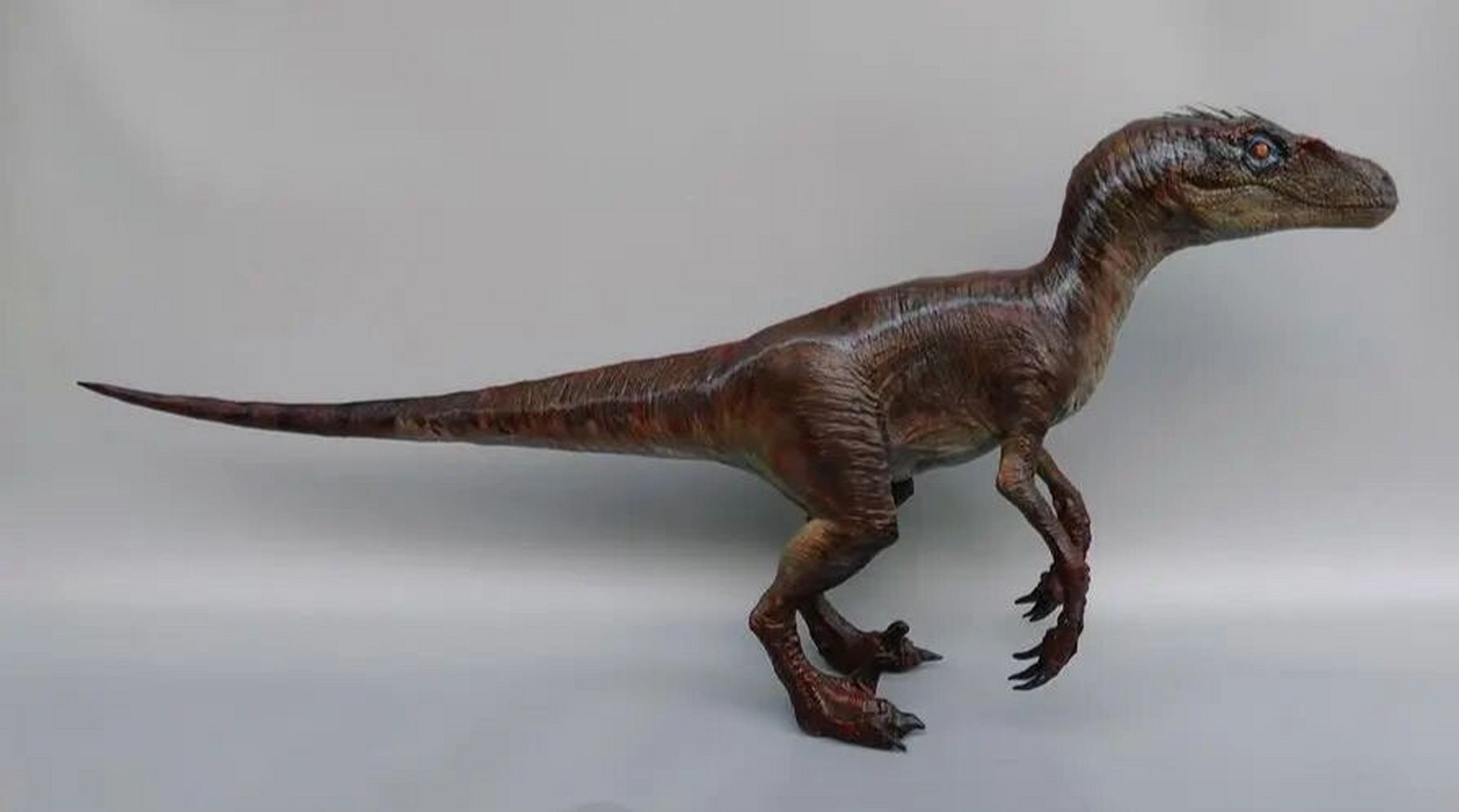 迅猛龙简介 伶盗龙,又译迅猛龙,速龙,在拉丁文意为"敏捷的盗贼",是一