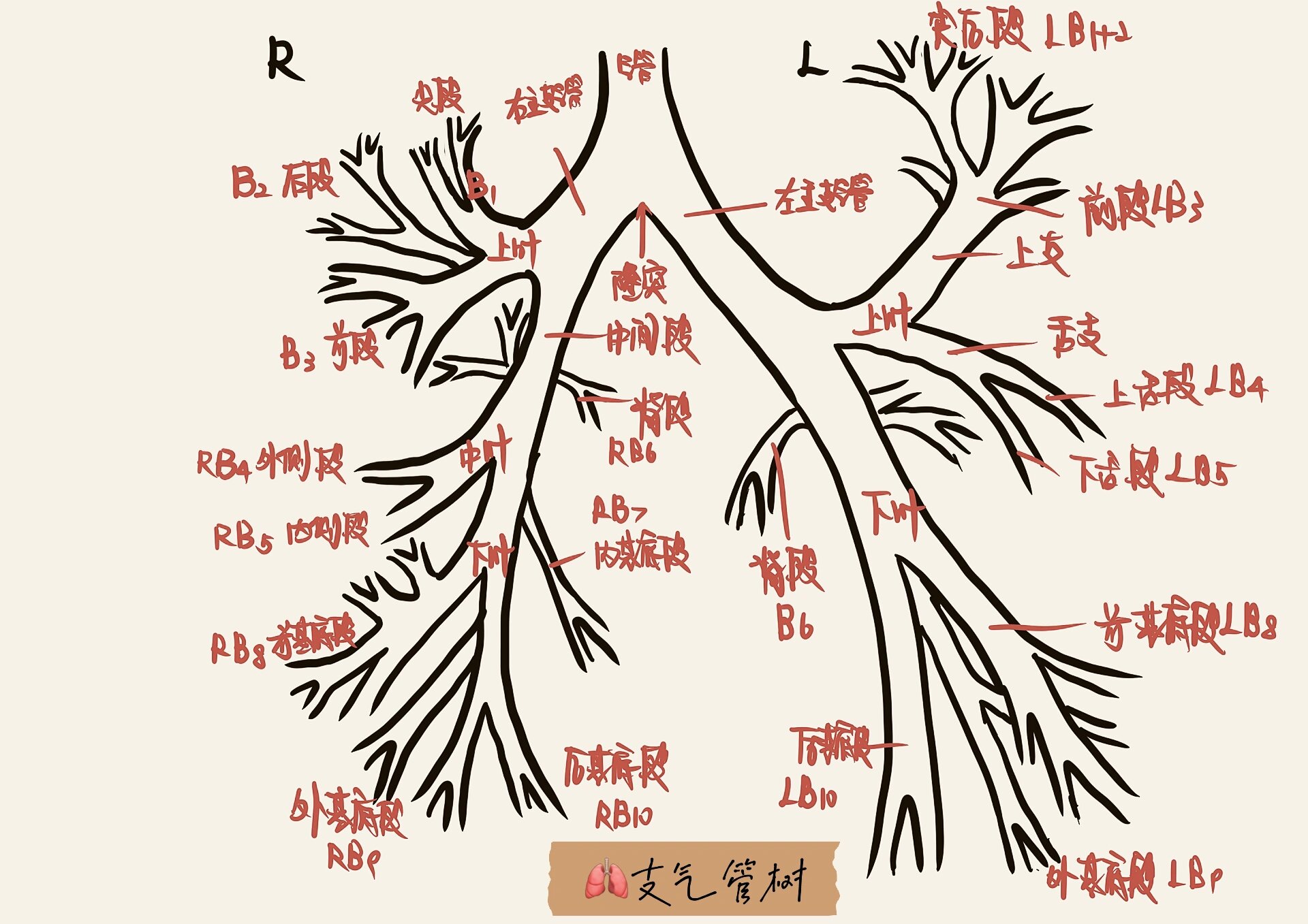 支气管树结构图片