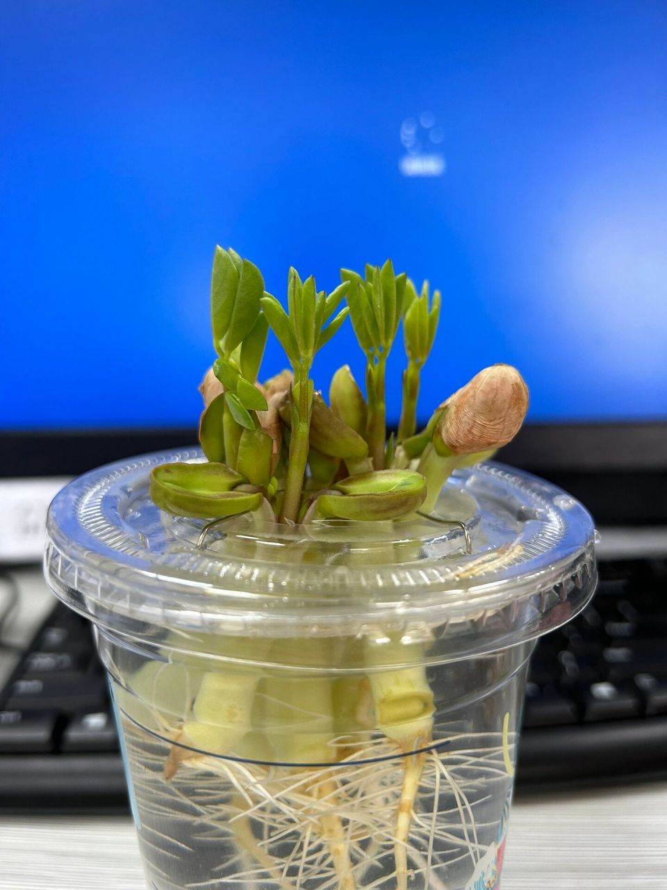 好事花生 温度过高 叶子有点卷曲 从种子长到完整的植株 第一次水培