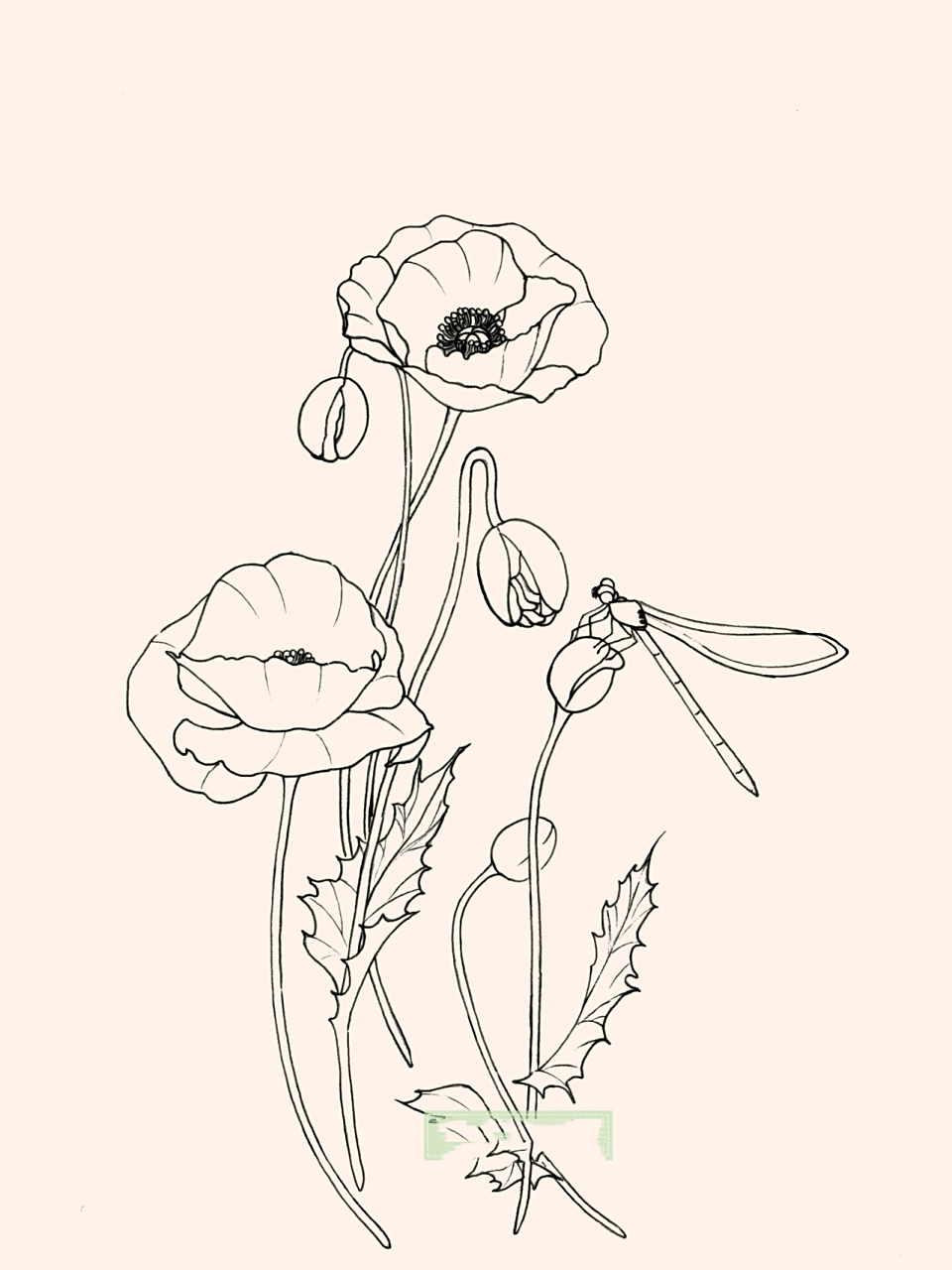 水彩罂粟花(附线稿)