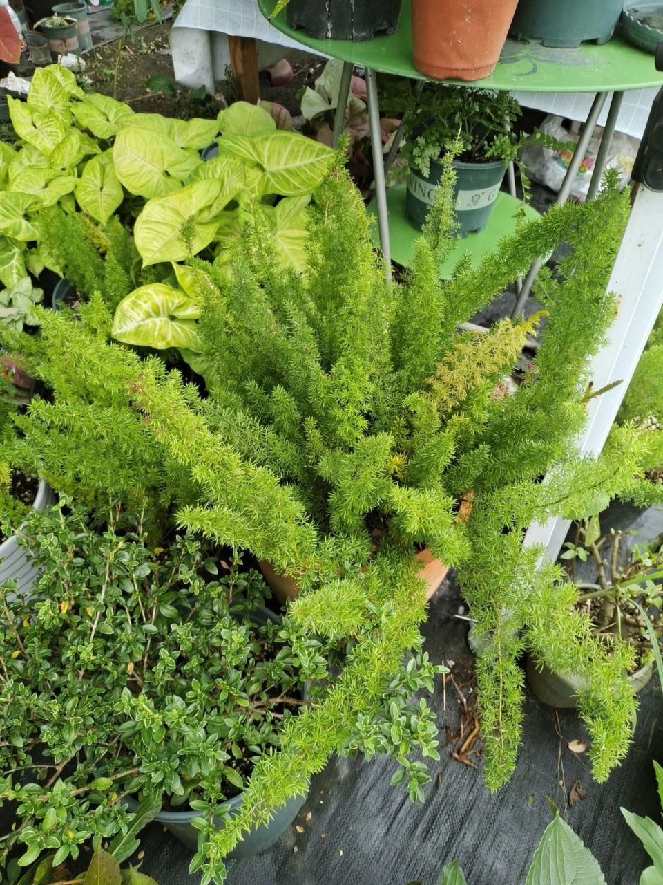 分享狐尾天门冬的养护以及繁殖 图一是年初买的一加仑苗情美分带大的