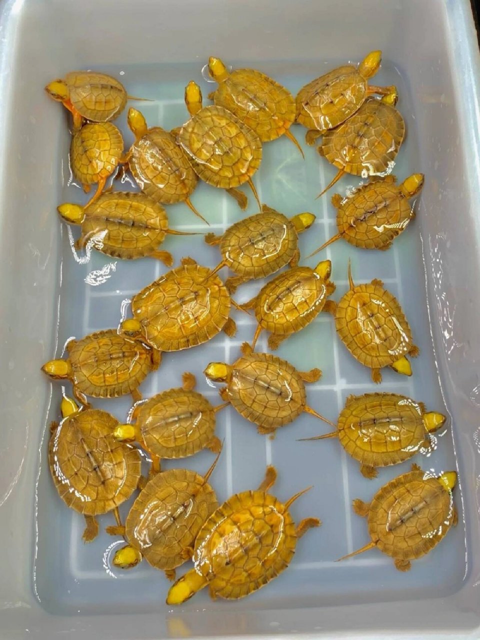金钱龟,三线闭盒龟 金钱龟,三线闭盒龟,海南种,越南种?