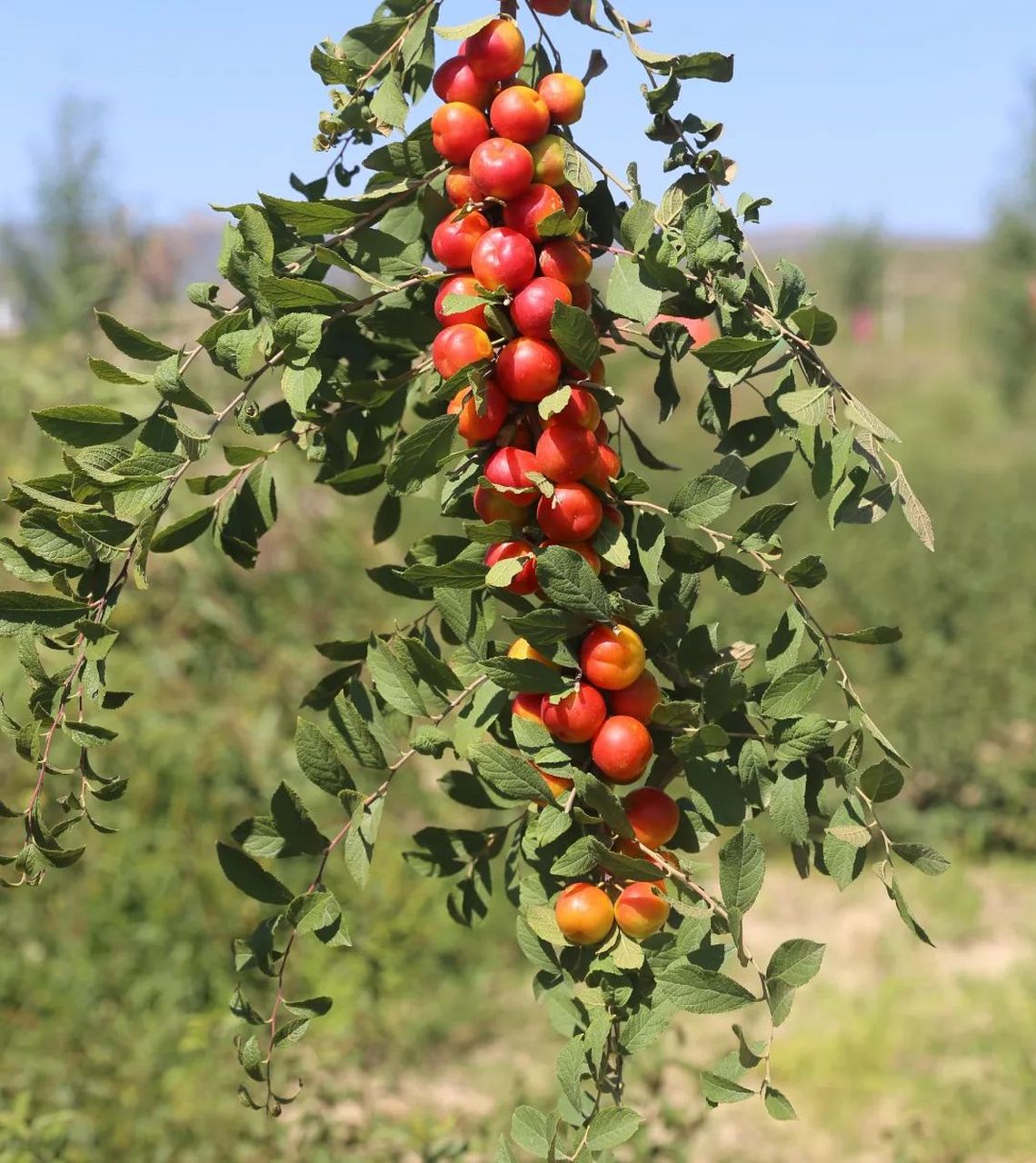 欧李,钙含量最高的水果 欧李,钙含量最高的水果 欧02 李 欧李,钙