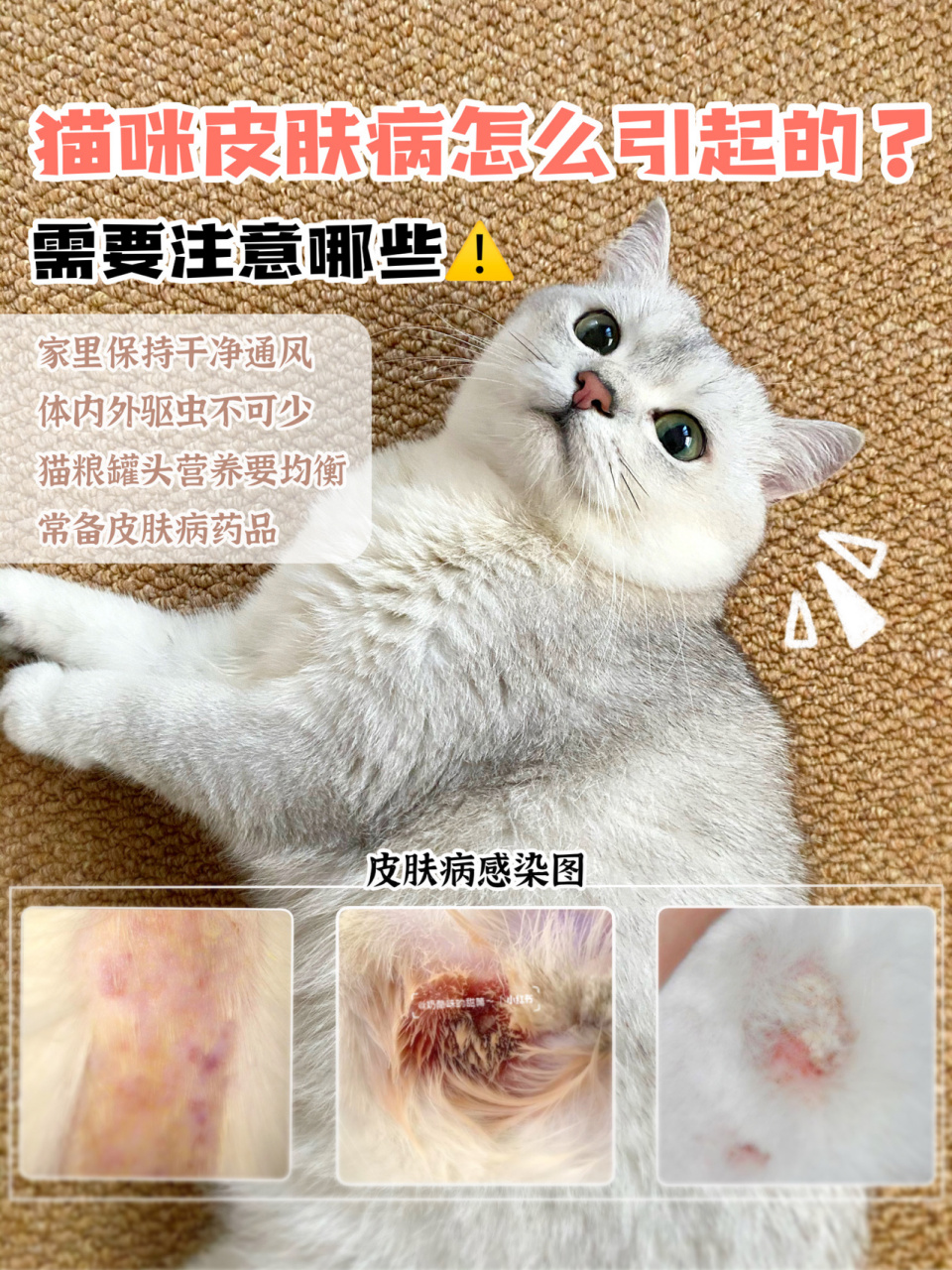 猫皮肤病对照图图片