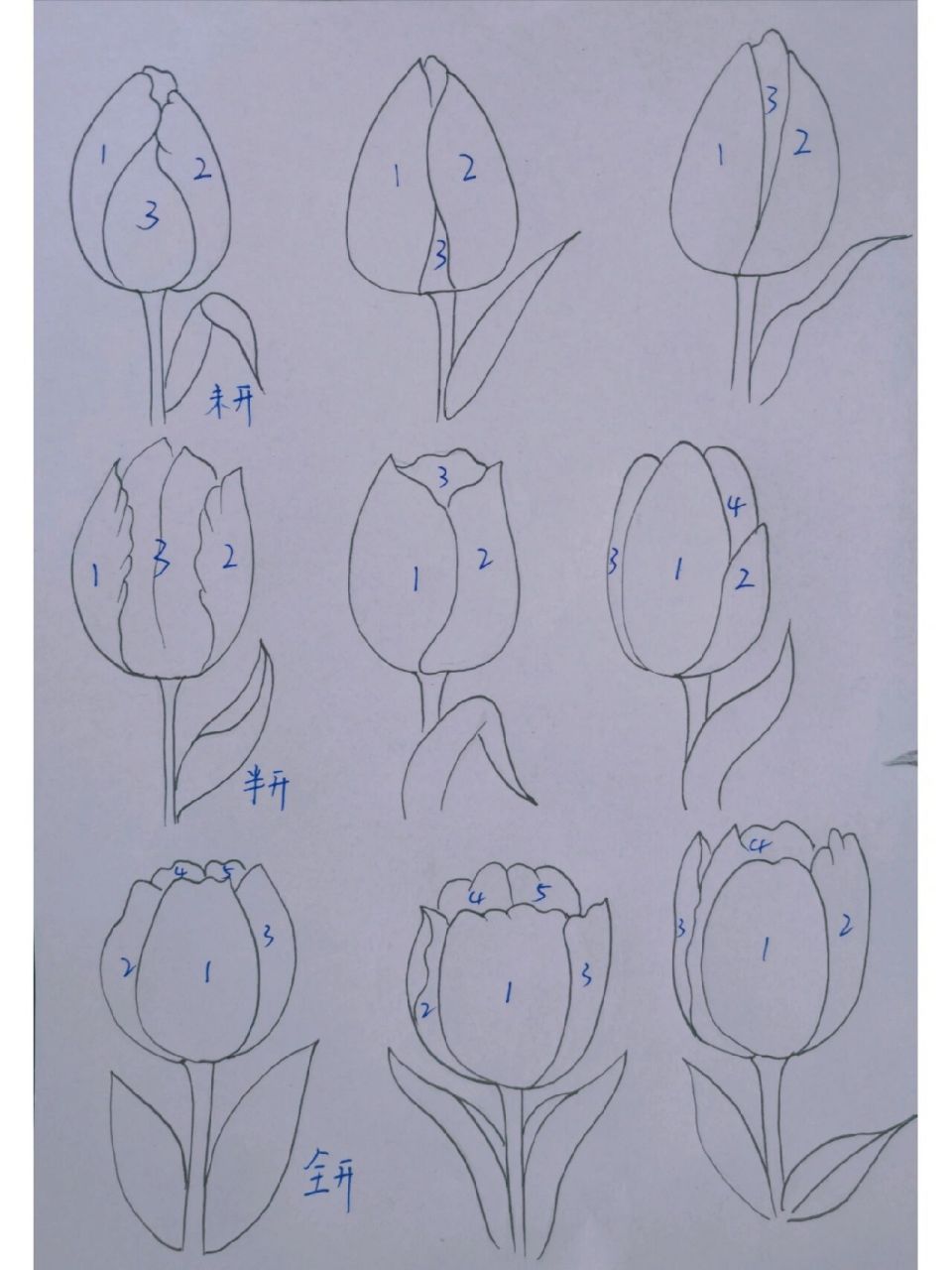 郁金香分解画法步骤| 轻松掌握多种郁金香不同画法,同类型可以举一反