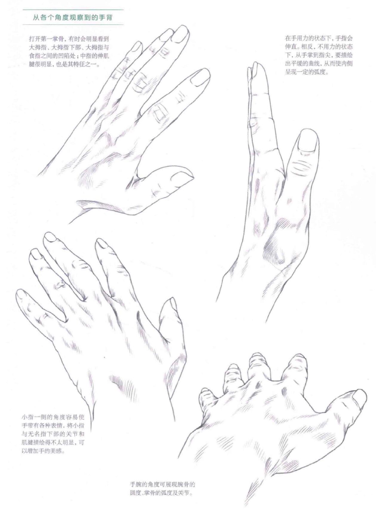 100 手掌手背结构解析,适合新手学习临摹
