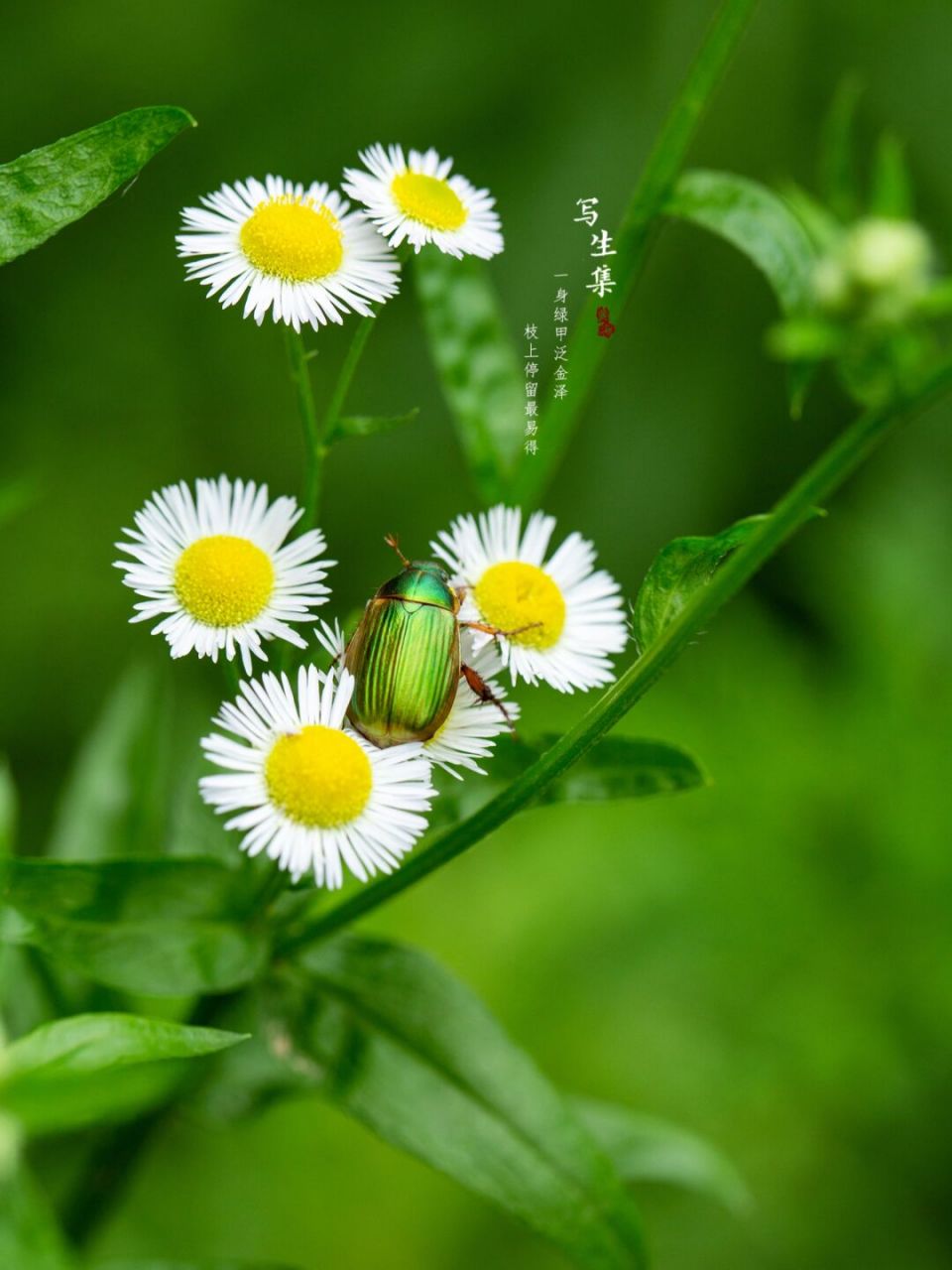 绿铜丽金龟|金龟子 一身绿甲泛金泽, 枝上停留最易得.